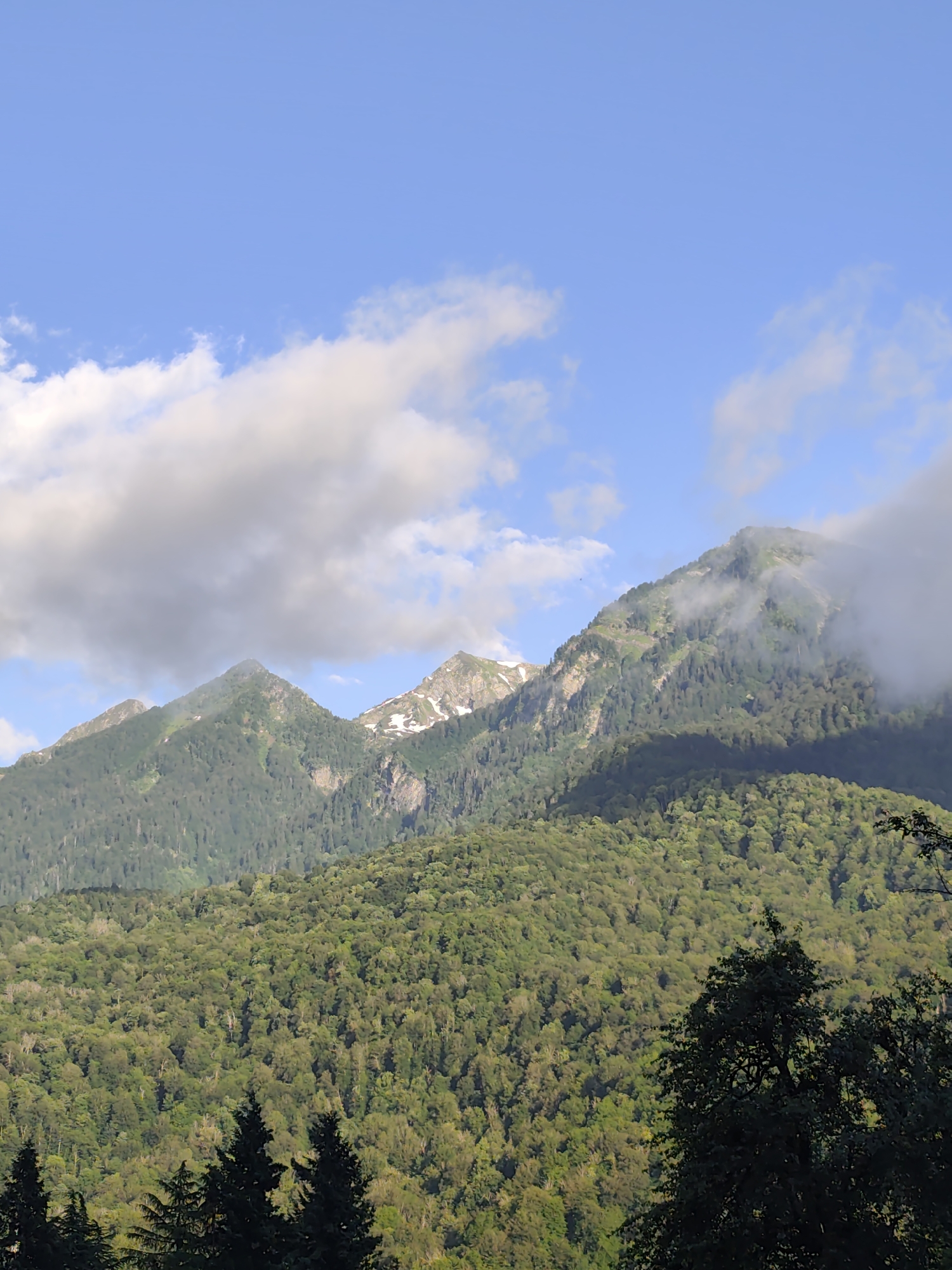 A vertical, medium-shot photograph captures a lush, tree-covered mountain range under a bright blue sky. The foreground is dominated by the dense green foliage of trees, with the dark silhouettes of evergreen trees at the bottom left. The middle ground features rolling hills densely packed with a variety of green trees, creating a textured, verdant landscape. In the background, majestic mountains rise, their slopes also covered in dense forests. Some of the higher peaks are dusted with snow, and wisps of white clouds drift around their summits and the surrounding sky, adding depth and a dynamic quality to the scene. The lighting suggests it is daytime, with sunlight illuminating the scene and casting shadows. The image does not depict any people, actions, or interactions. The scene is characteristic of the natural environment found in and around Krasnaya Polyana, Russia, a mountainous resort town known for its scenic beauty and outdoor recreation opportunities.