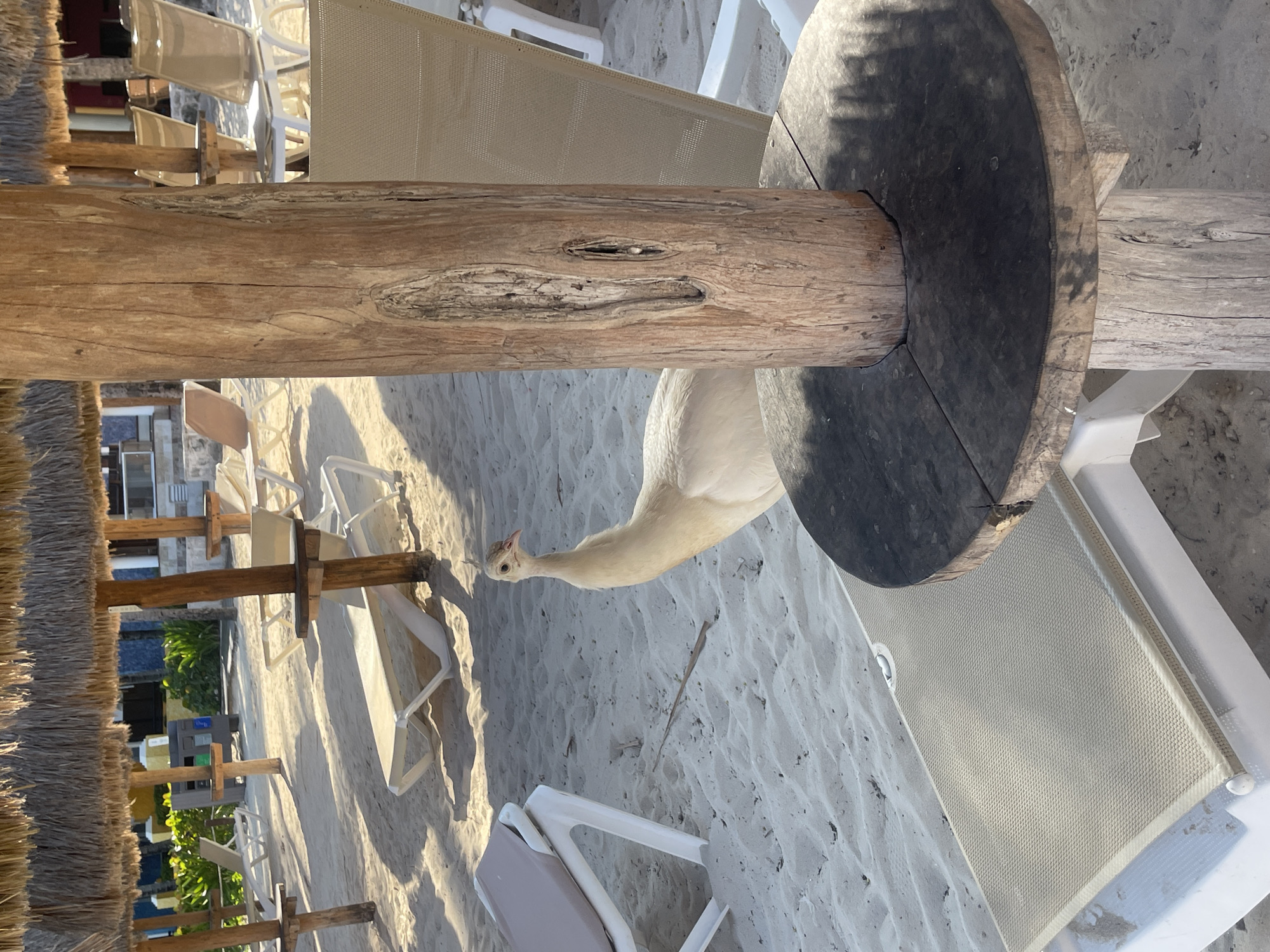 A white peacock stands on white sand in Playa del Carmen, Mexico. The peacock is positioned near a wooden support beam, which is part of a beach structure that includes a thatched roof and several white lounge chairs. The environment is sunny and appears to be a resort or beachside area.