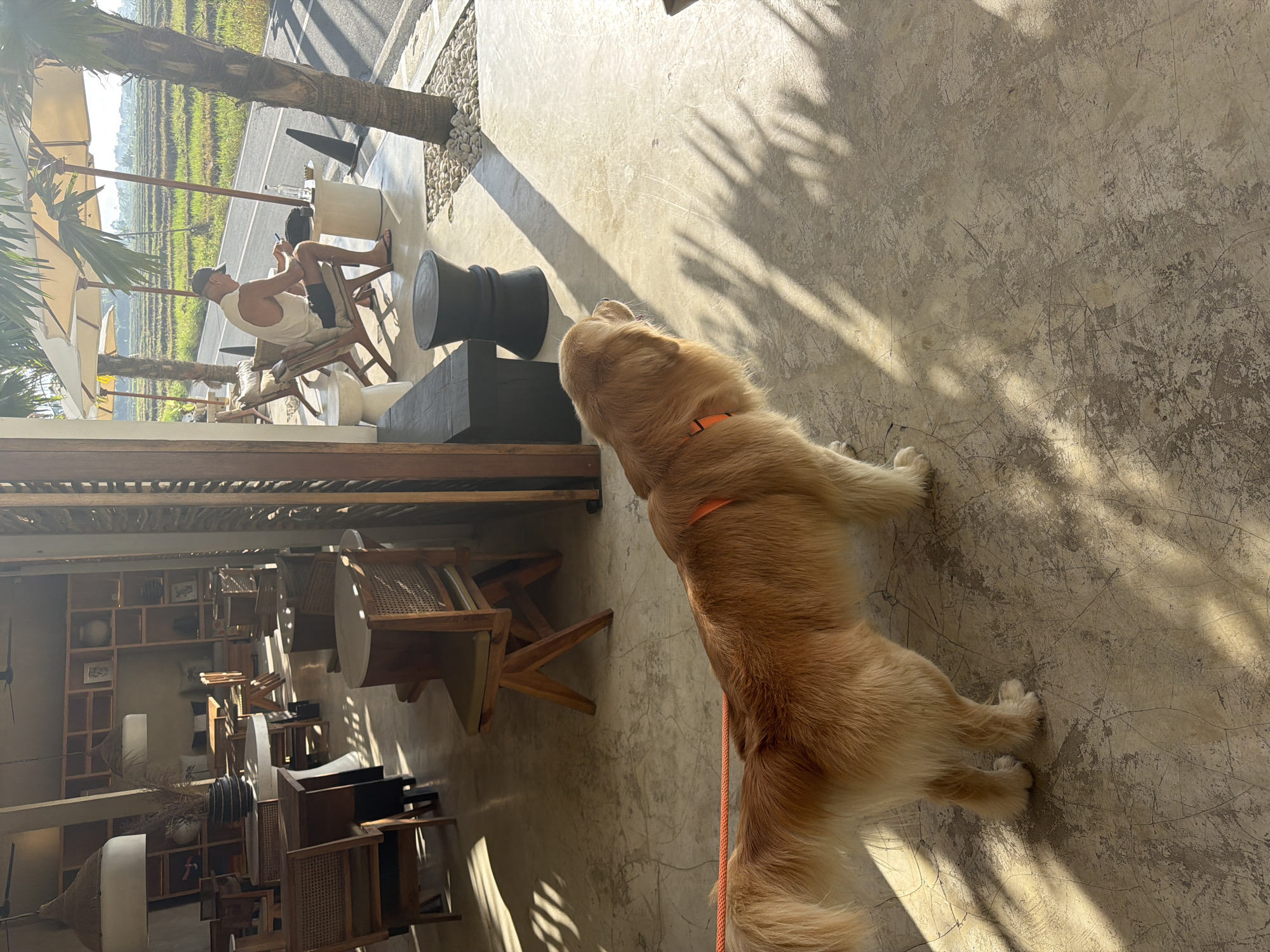 This is an outdoor scene at a cafe in Mengwi, Indonesia, bathed in sunlight. In the foreground, a golden retriever on a leash is standing on a concrete floor, looking to the right. The dog is wearing an orange collar and leash. In the midground, a man in a white tank top and a baseball cap is seated in a wooden chair at a table under a large umbrella, looking at his phone. A bottle of water and a small white object are on the table. Behind him, a lush green rice field stretches towards the horizon under a bright sky. The cafe area features wooden furniture, including chairs and tables, with some of them positioned in the sun and casting long shadows. The overall environment suggests a relaxed atmosphere in a tropical setting.