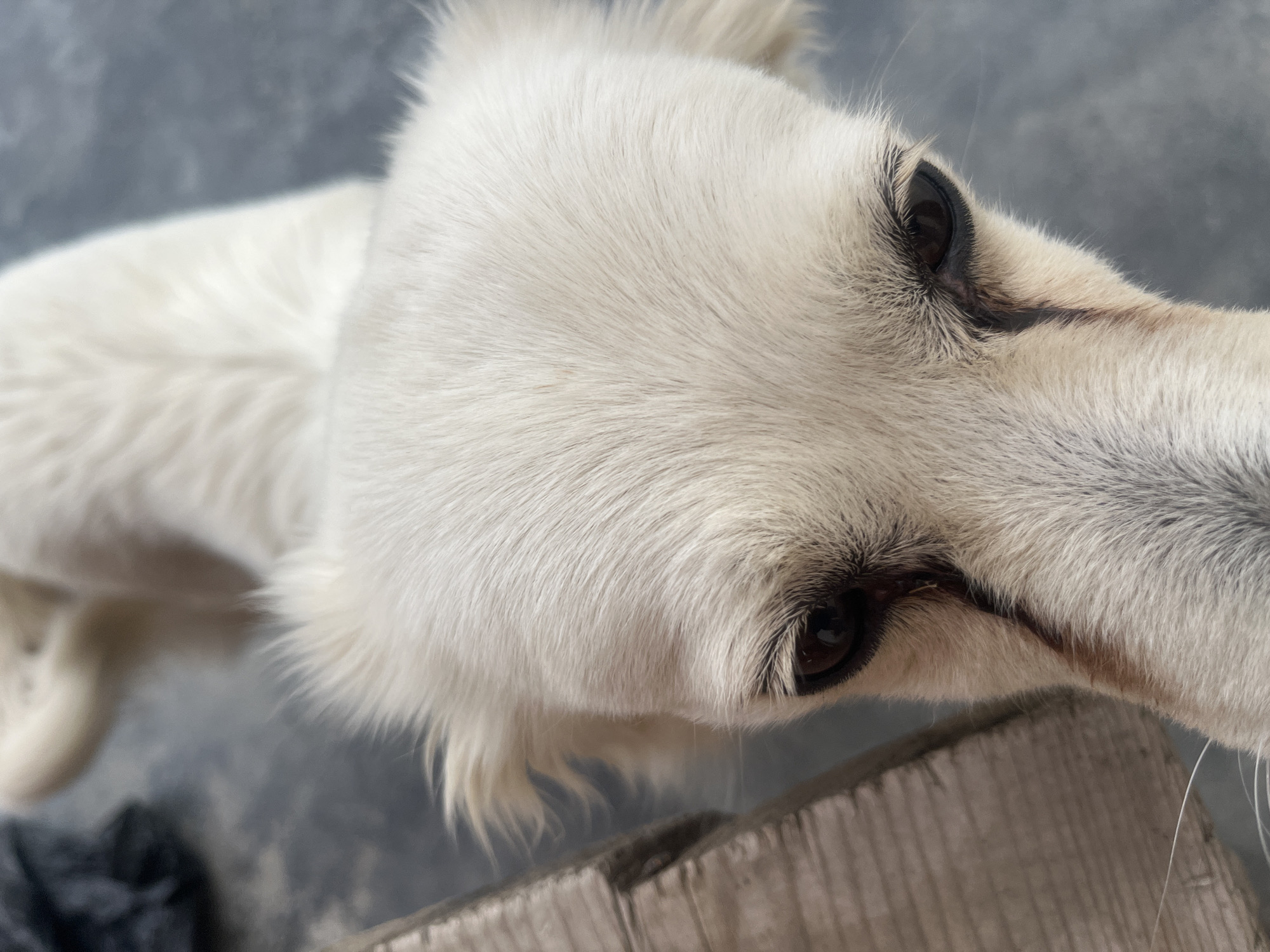 This is a close-up, high-angle shot of a white dog. The dog's head fills most of the frame, with its eyes prominently visible. The fur is thick and appears to be medium length. The dog's eyes are dark brown and are looking upwards, suggesting it is looking at someone or something above and in front of it. The background is out of focus, showing a greyish-blue, textured surface that could be concrete or pavement, with a portion of a wooden object in the lower right corner. The lighting suggests it is daytime, with no indication of specific weather conditions. The overall mood is neutral, focusing on the dog's features. No text is visible in the image. The provided location context is Voronezh, Russia.