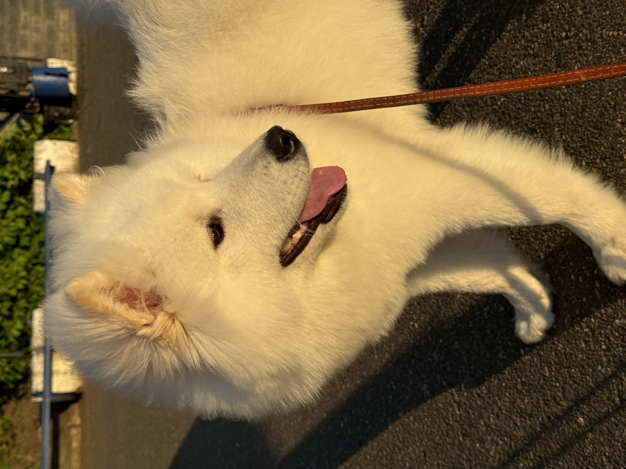 A fluffy white dog with a pink tongue is shown from the chest up, standing on a dark asphalt surface. The dog is looking to the right of the frame. A thin, brown leash is visible to the right of the dog. The background shows a blurry green hedge, a concrete structure, and some indistinct objects, possibly bins. The lighting suggests it is either early morning or late afternoon, with warm sunlight illuminating the dog's fur. The specific location in the city of Chaikovsky, Russia, cannot be determined from the provided image.