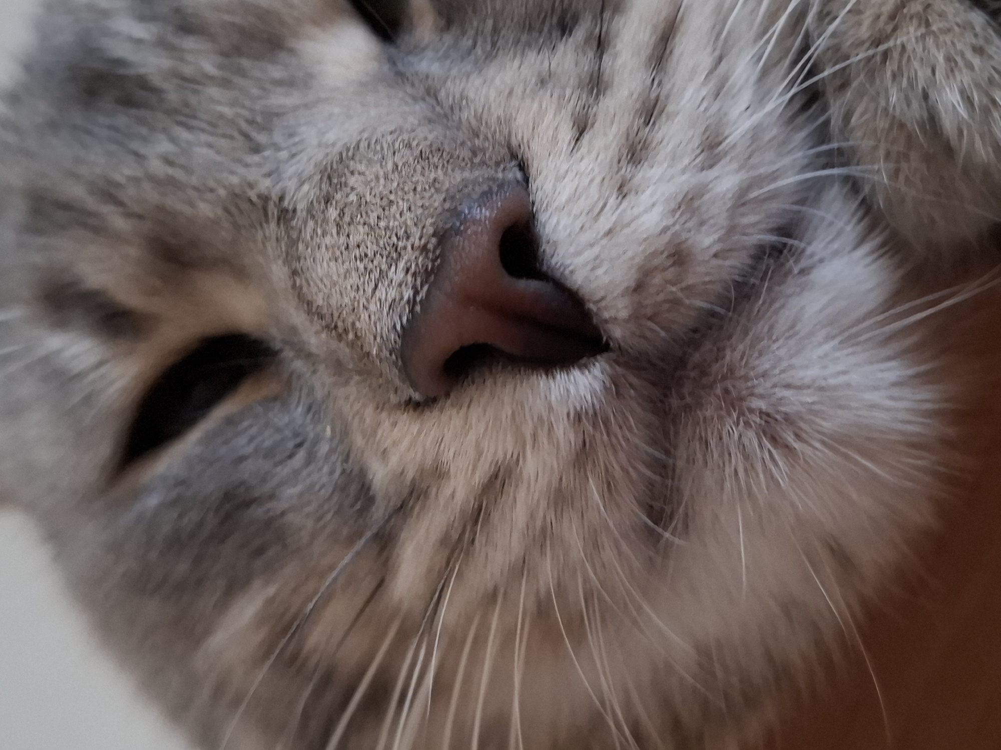 The image presents an extreme close-up portrait of a domestic cat's face, taken from a slightly low and angled perspective. The cat's head is tilted, and its features dominate the frame, conveying a sense of intimacy.
The central focus is on the cat's nose and muzzle. The nose is a distinct pinkish-brown color, appearing slightly moist, and is sharply in focus. Numerous long, white whiskers radiate outwards from the muzzle area, some catching the light, showcasing their delicate texture.
The cat's fur is a blend of grey, white, and light brown, arranged in a subtle tabby pattern visible across the forehead and cheeks. The fur appears soft, dense, and well-groomed. Only a small portion of one eye is visible on the left side of the frame; it appears to be closed or mostly closed, suggesting the cat is in a state of relaxation, sleep, or drowsiness.
The background is intentionally blurred, creating a shallow depth of field that isolates the cat and draws attention to its detailed features. Hints of a plain light surface are visible on the left, while a warmer, brownish tone can be seen on the right, suggesting an indoor setting. The lighting is soft and even, highlighting the contours of the cat's face without harsh shadows. The overall impression is one of peacefulness and tranquility. There is no visible text in the image.