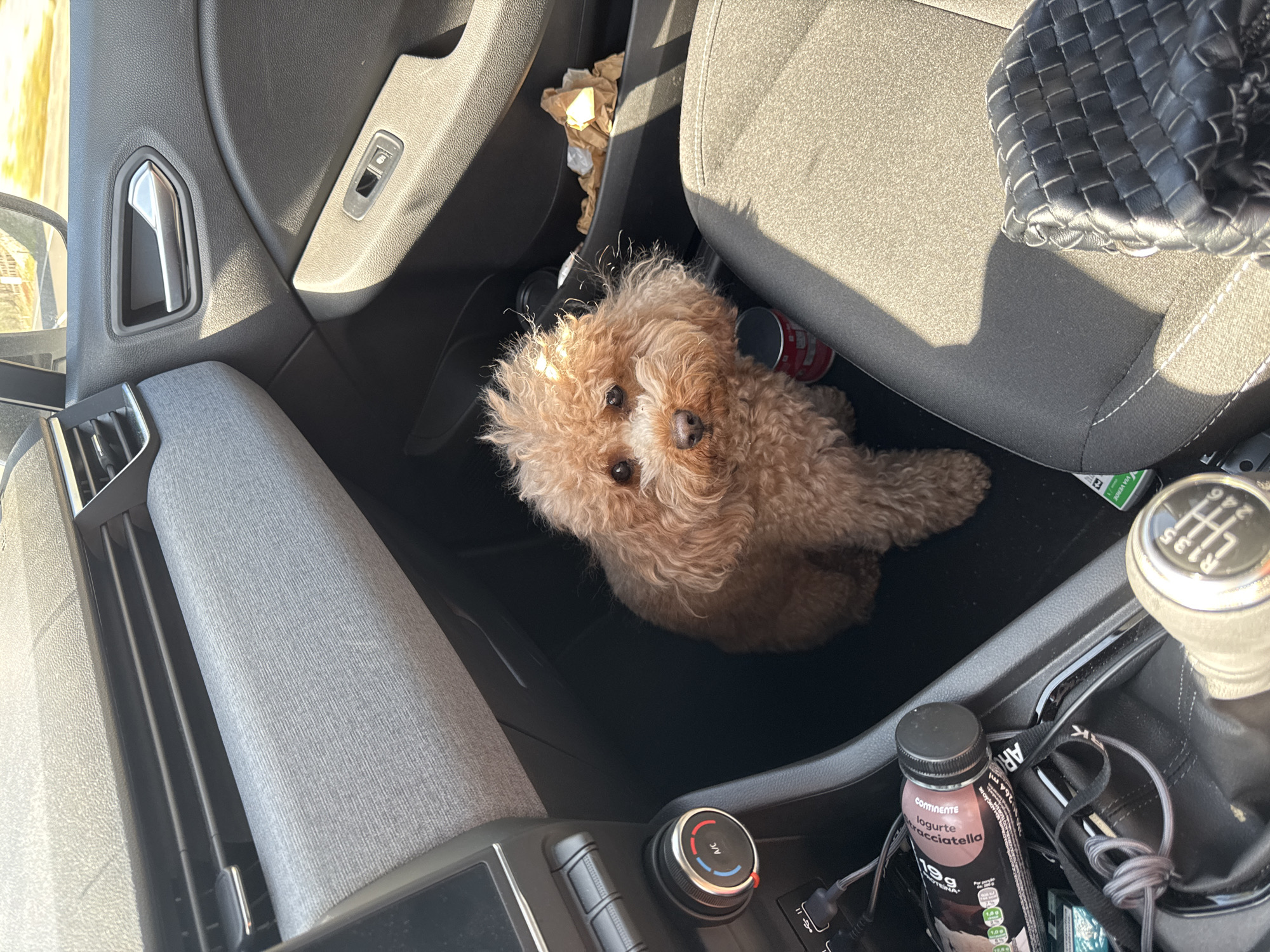 The image depicts the interior of a vehicle, viewed from an angle that includes the passenger side and center console. A small, light brown, curly-haired dog is seated on the floor in front of the passenger seat, looking directly at the camera. To the dog's immediate left, a red and white cylindrical container rests on the floor.
The vehicle's dashboard features a grey textured panel on the passenger side, with black air vents visible above. The passenger door, on the right, has a chrome handle, a window control switch, and a small storage pocket containing crumpled paper.
The center console includes a climate control dial with an "A/C" button and red/blue temperature indicators. Below this, a USB port is visible with a black cable plugged in. A bottle labeled "Yogurte Cioccolato Stracciatella" and "19.9g Proteína" is wedged beside the console. A grey coiled cord is near a manual gear shifter, which displays a 6-speed pattern including reverse. A green sticker, partially visible with "VIA VERDE," is also present on the console.
The passenger seat is upholstered in dark grey fabric, and a black woven leather bag rests on its surface. Bright sunlight illuminates the interior, casting distinct shadows. Out-of-focus yellow-green elements, possibly foliage or distant structures, are visible through the vehicle's windows. This scene is located in Alcobaça, Portugal.