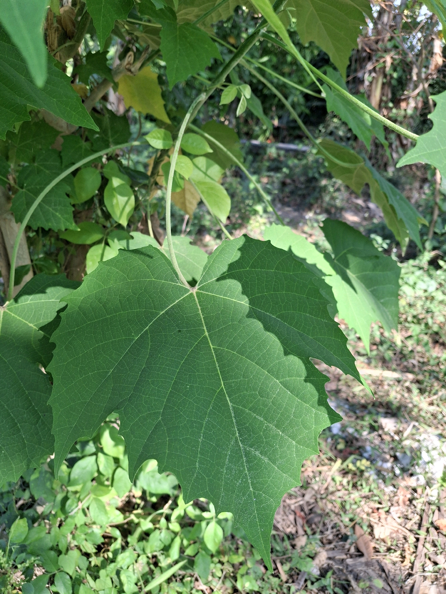 A close-up, eye-level, vertical outdoor shot focuses on a large, vibrant green leaf with prominent veins and serrated edges, casting a shadow on itself and another leaf. The leaf is attached to a thin, twisting vine that extends upwards and to the left. The background is a blurred mix of lush green foliage, branches, and a patch of dry, brown ground with scattered debris. The lighting suggests it is daytime, with sunlight filtering through the leaves. The scene is located in Denok, Indonesia.