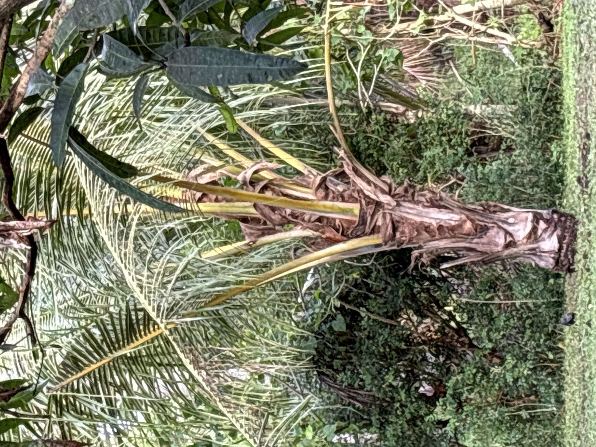 The image depicts a close-up view of a young palm tree trunk surrounded by lush green foliage. The trunk is rough and fibrous, with dried fronds fanning out from the top, some of which are yellowing. The background consists of dense vegetation, including palm fronds and other leafy plants, creating a tropical atmosphere. The ground in the foreground is covered with green grass. A dark, amorphous object is visible on the grass in the lower center of the image. The scene suggests a natural environment, possibly a garden or a park. The location in Beunyot, Indonesia, points to a tropical climate where such vegetation is common.