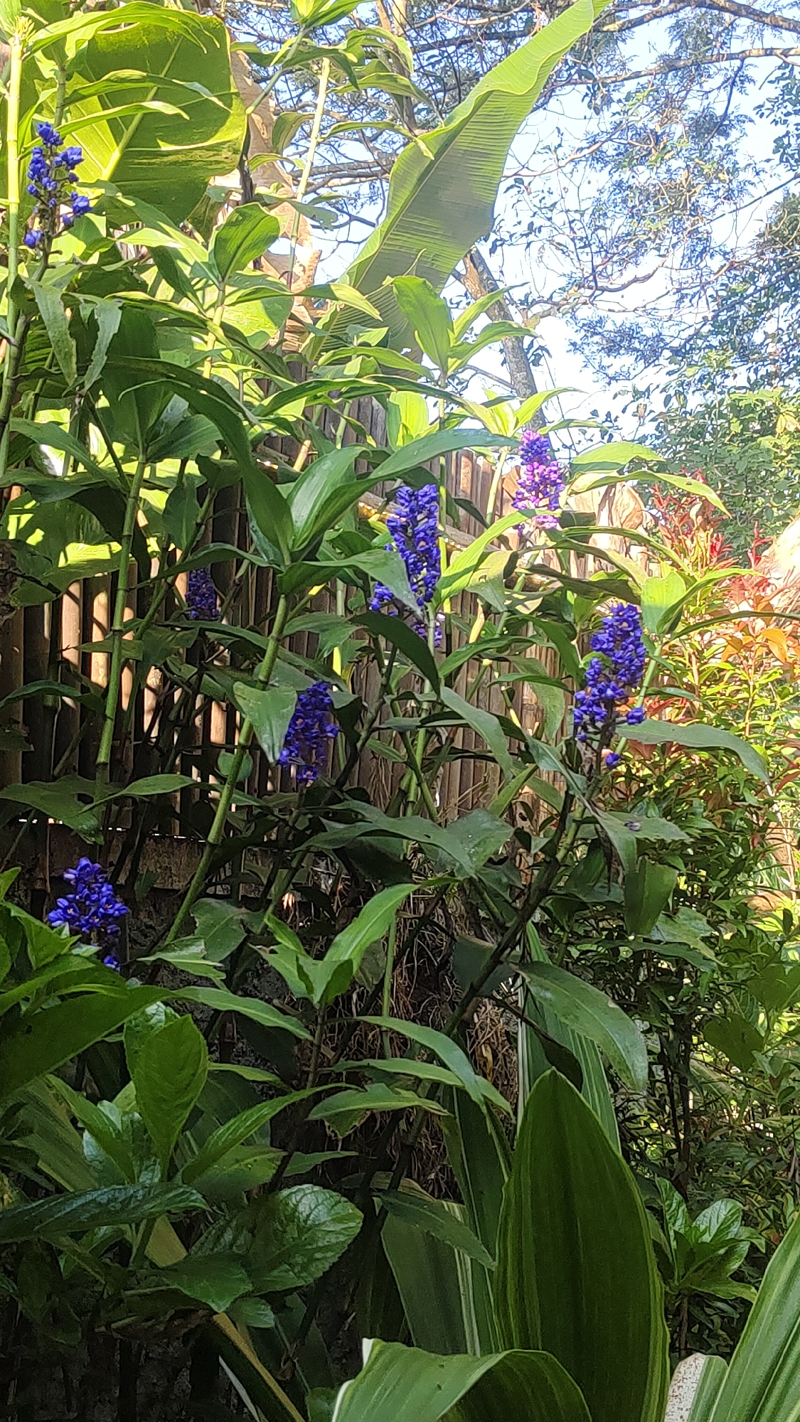 A cluster of tall, leafy green plants with striking spikes of bright purple flowers dominates the foreground of this image, set against a bamboo fence. The plants appear lush and vibrant, with broad leaves and slender stalks. The sunlight filters through the foliage, casting dappled shadows and highlighting the textures of the leaves and flowers. In the background, the sky is visible through the branches of trees, suggesting an outdoor setting. The overall impression is one of a tropical garden, possibly located in Cisarua, Indonesia, known for its natural beauty and lush vegetation. The image captures a serene and verdant scene, showcasing the beauty of the natural world.