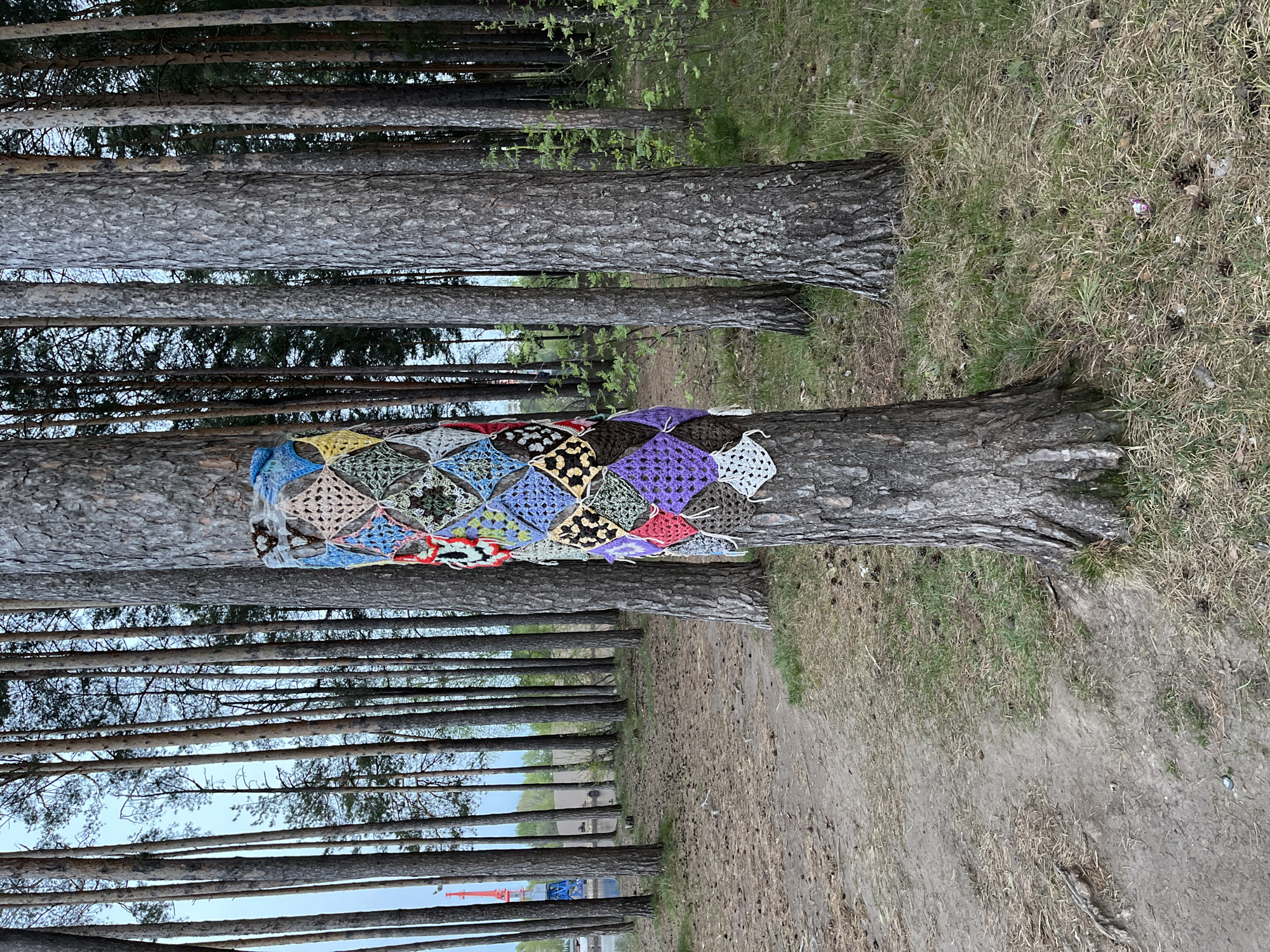The image depicts a forest scene in what is likely Chaikovsky, Russia, given the context. Several pine trees with grey bark are visible, creating a vertical line arrangement. One tree in the mid-ground has a colorful crocheted cover wrapped around its trunk. The ground is covered in dry grass and pine needles, suggesting an outdoor setting in a natural environment. The focus is on the tree decorated with the crocheted blanket.