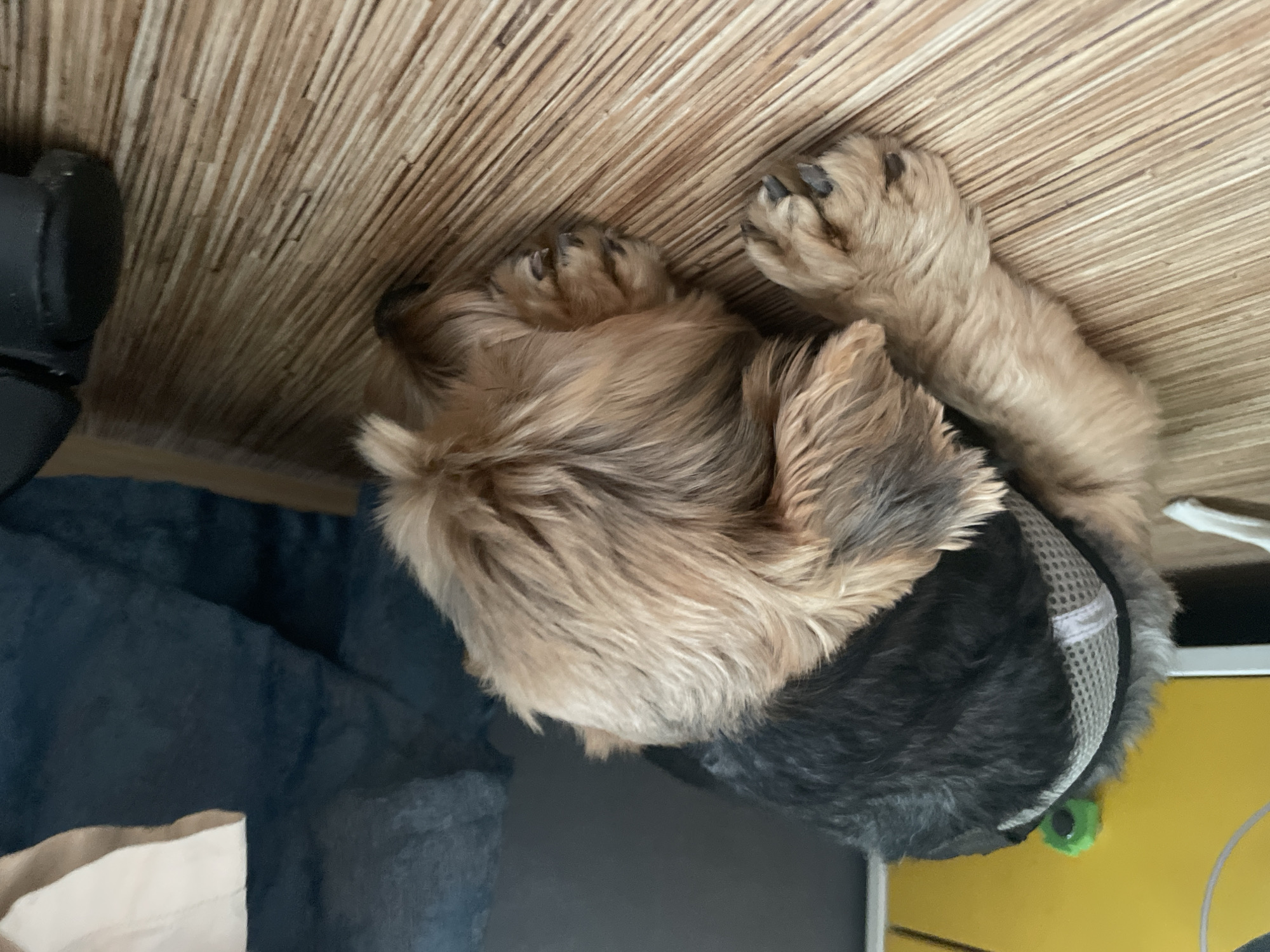 A small dog with black and tan fur is sleeping on a light brown wooden floor. The dog is wearing a grey mesh harness. The dog's head is resting on its paws, and its eyes are closed. In the background, a yellow cabinet and a dark blue curtain are visible. The lighting is dim.