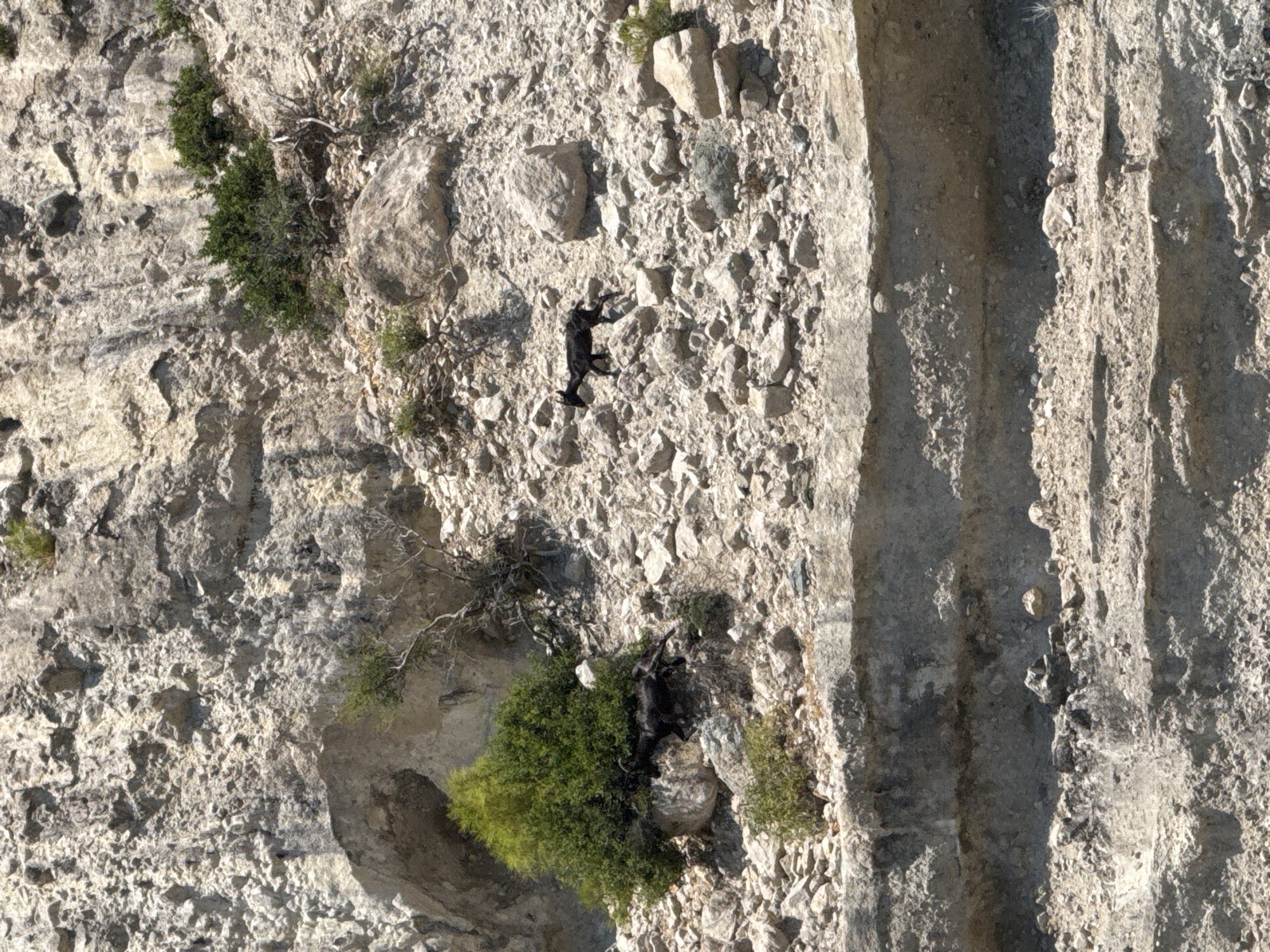 The image shows a rocky cliff face, characteristic of the Mediterranean coastline near Kemer, Turkey. Two dark-colored goats are visible on the rocky terrain. One goat is positioned in the center-right of the frame, walking amongst the stones. Another goat is partially obscured by a green bush on the left side of the frame. The cliff is predominantly composed of light-colored, rough rock formations, with sparse vegetation growing in patches. The lower portion of the image reveals layered sedimentary rock formations, typical of coastal erosion. The overall scene depicts a natural, arid environment.