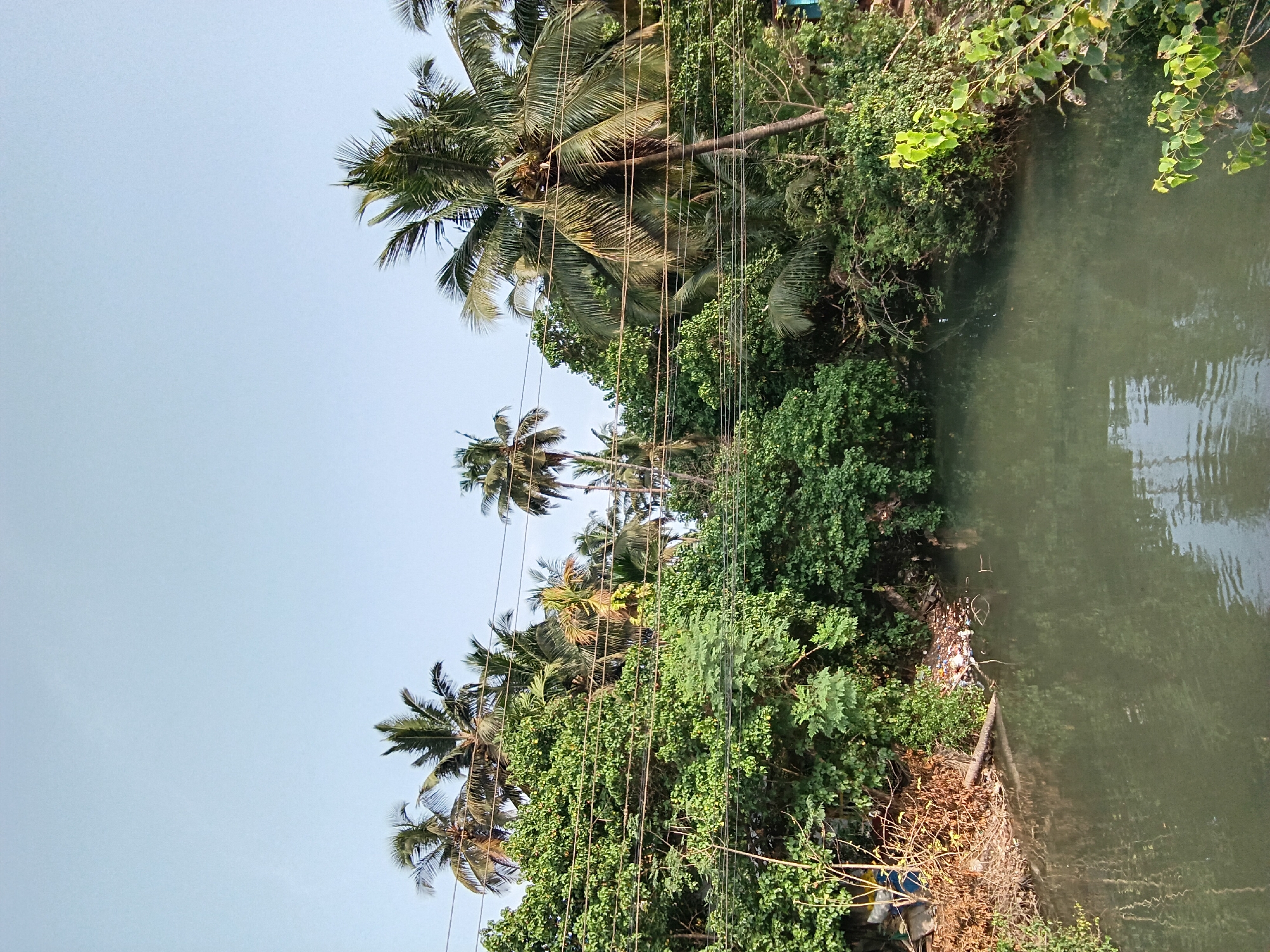 The image shows a green riverbank in Oxel, India. The river water is murky green, with reflections of the sky. The riverbank is heavily vegetated with various green plants and trees, including tall palm trees with exposed roots. Power lines crisscross the image, running through the trees. There appears to be some litter and debris along the riverbank near the water's edge. The sky above is light blue.
