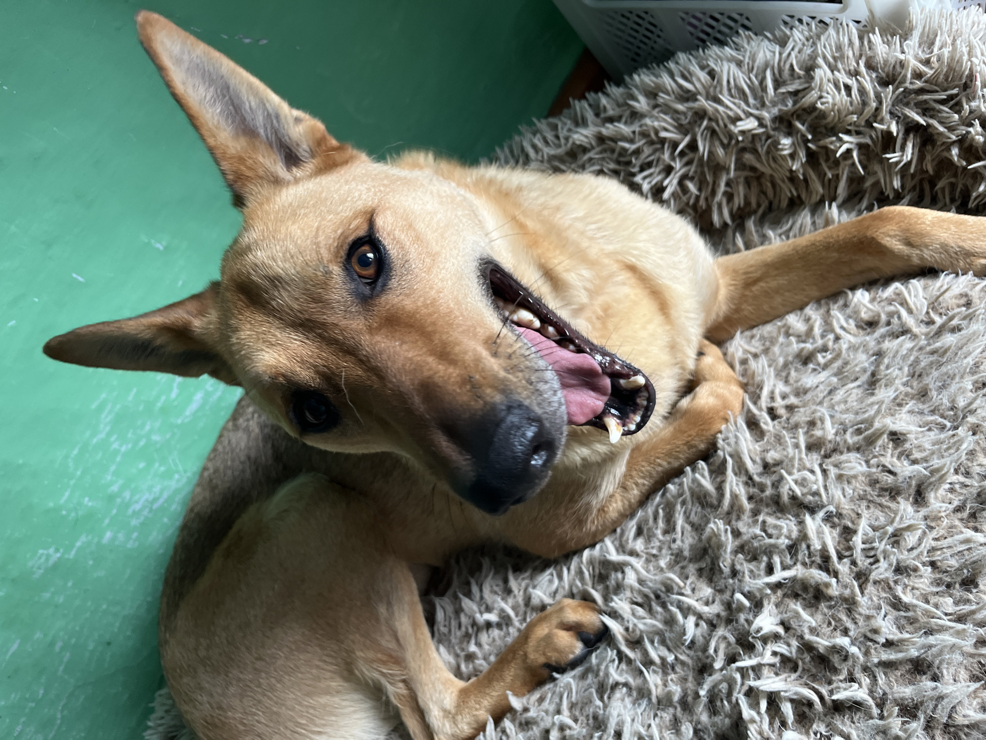 A medium-sized, tan-colored dog with erect ears and intelligent brown eyes lies on a shaggy, beige rug. The dog is panting with its mouth open, revealing a pink tongue and white teeth. The background is a solid, bright green wall. The image is taken from a high-angle perspective, looking down at the dog. There are no people or specific landmarks visible that would indicate a location in Nizhny Tagil, Russia. The scene appears to be indoors, possibly in a home or pet-friendly establishment.