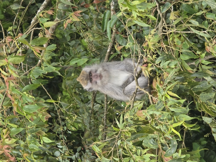A solitary long-tailed macaque (Macaca fascicularis) is depicted perched on a tree branch amidst a dense, natural arboreal environment in Wanagiri, Indonesia. The primate is centered in the frame, facing directly forward. It exhibits gray fur on its body, a lighter off-white coloration on its chest, and a distinct crest of fur on its head. Its face is reddish-brown with sparse fur, and its dark eyes are fixed on the observer. The monkey's forelimbs are folded in a resting position across its midsection. The background and foreground consist entirely of lush green foliage and interwoven thin tree branches, with varying shades of green leaves and some reddish-brown new growth. The monkey maintains a static, resting posture. No other individuals, either human or animal, or objects are depicted in direct interaction with the subject. The scene is illuminated by diffused natural light, suggesting an outdoor, possibly shaded, setting.