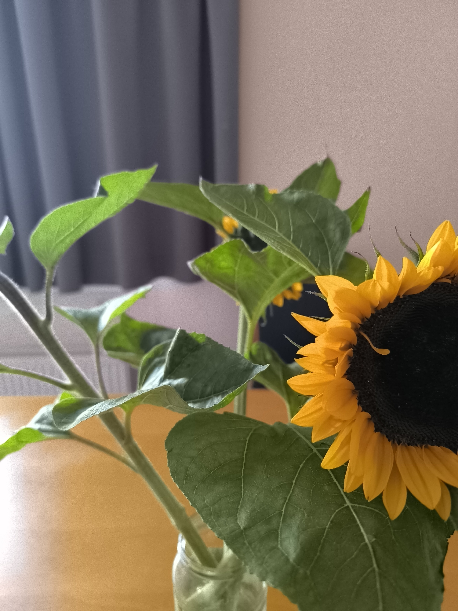 A close-up, eye-level shot focuses on a partially visible sunflower in a glass jar, its bright yellow petals and dark center dominating the right side of the frame. The sunflower is in the foreground, with large, green leaves surrounding its stem. The background consists of a pale pink wall and a dark gray curtain, suggesting an indoor setting. The table surface is a warm, light brown wood. The scene is captured in Uithoorn, Netherlands. There are no people or animals present. The lighting appears to be natural, coming from the left, casting soft shadows.