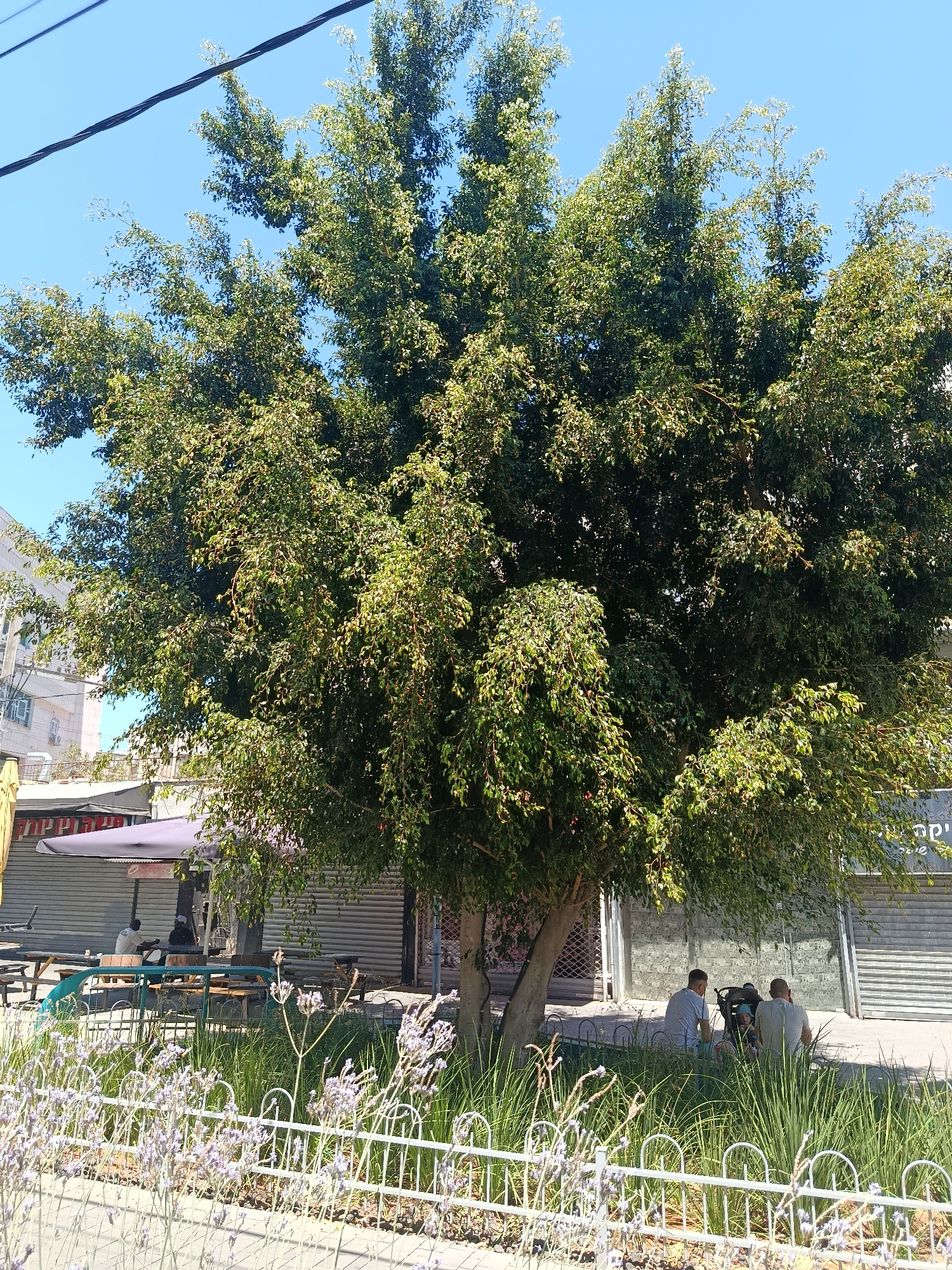 The image depicts a street scene in Petah Tikva, Israel. A large, mature tree with dense green foliage dominates the foreground, casting a shadow over a sidewalk and adjacent storefronts. In the middle ground, two men are seated on the ground near a stroller, which appears to contain a baby or young child. They are positioned behind a white picket fence that encloses a patch of tall green grass and flowering plants with small purple blossoms. Behind the men and the stroller are several picnic tables and benches, some of which are occupied by other individuals. The storefronts behind the tables have closed metallic shutters. The sky is clear and blue. The overall impression is a peaceful, everyday scene on a sunny day in an urban setting.