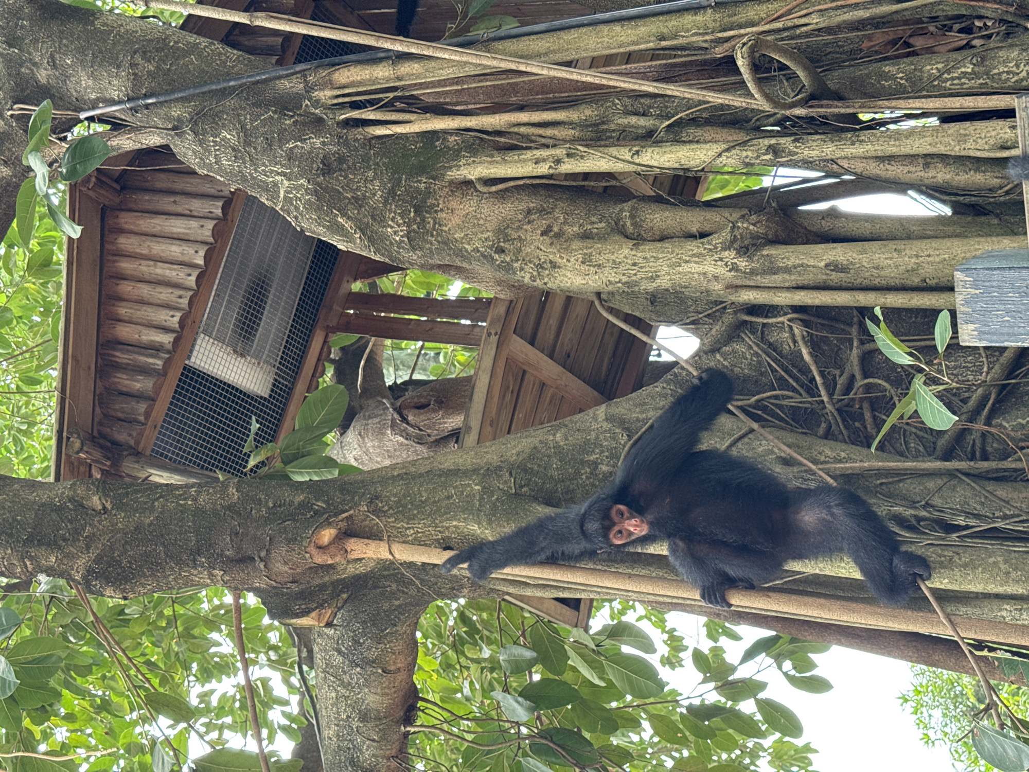 A dark-furred monkey is clinging to a thick tree branch, situated against a backdrop of dense foliage and a wooden structure with a wire-mesh window. The photograph appears to have been taken from a low angle, looking upwards into the tree. Given the prompt, the location is Panyu District, China, but no specific landmarks or further details are discernible from the image to confirm this. The monkey's posture suggests it may be in motion, or simply resting on the branch.