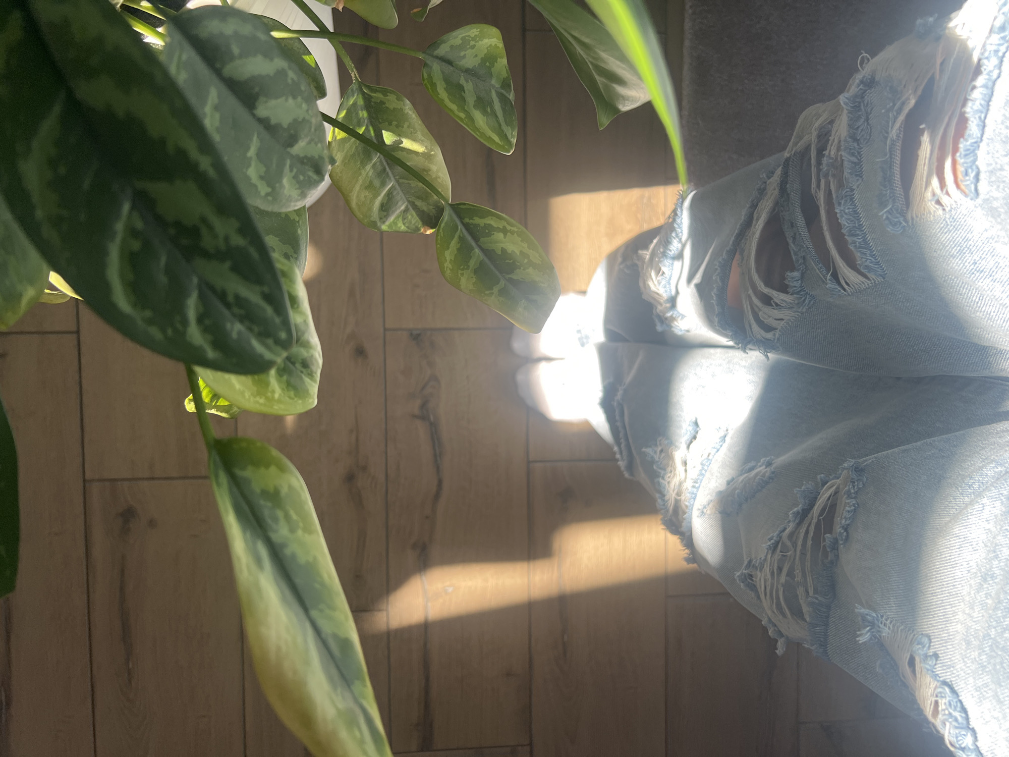 The image is a top-down view of a person's legs wearing distressed denim jeans. The person is standing on a wooden floor, with sunlight casting long shadows across the surface. A plant with large, variegated green leaves is partially visible in the upper right portion of the frame, with some leaves extending into the foreground. The lighting creates a high-contrast scene, with bright highlights on the jeans and floor, and deep shadows. The specific location within Votkinsk, Russia cannot be determined from the image alone.