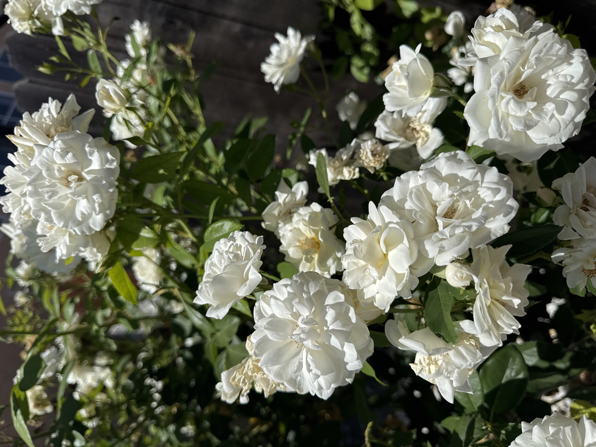 A close-up, high-angle shot captures a cluster of white roses in bloom, with a wooden fence visible in the background. The roses are in various stages of opening, with some fully bloomed and others still in bud. Lush green leaves surround the flowers, creating a vibrant contrast. The image was taken outdoors, likely in a garden setting, and the sunlight highlights the delicate petals of the roses. There are no people or animals visible in the frame. The scene appears to be a private residence, and based on the information provided about the city of Antelope, United States, the photograph might have been taken in a residential area within that city.