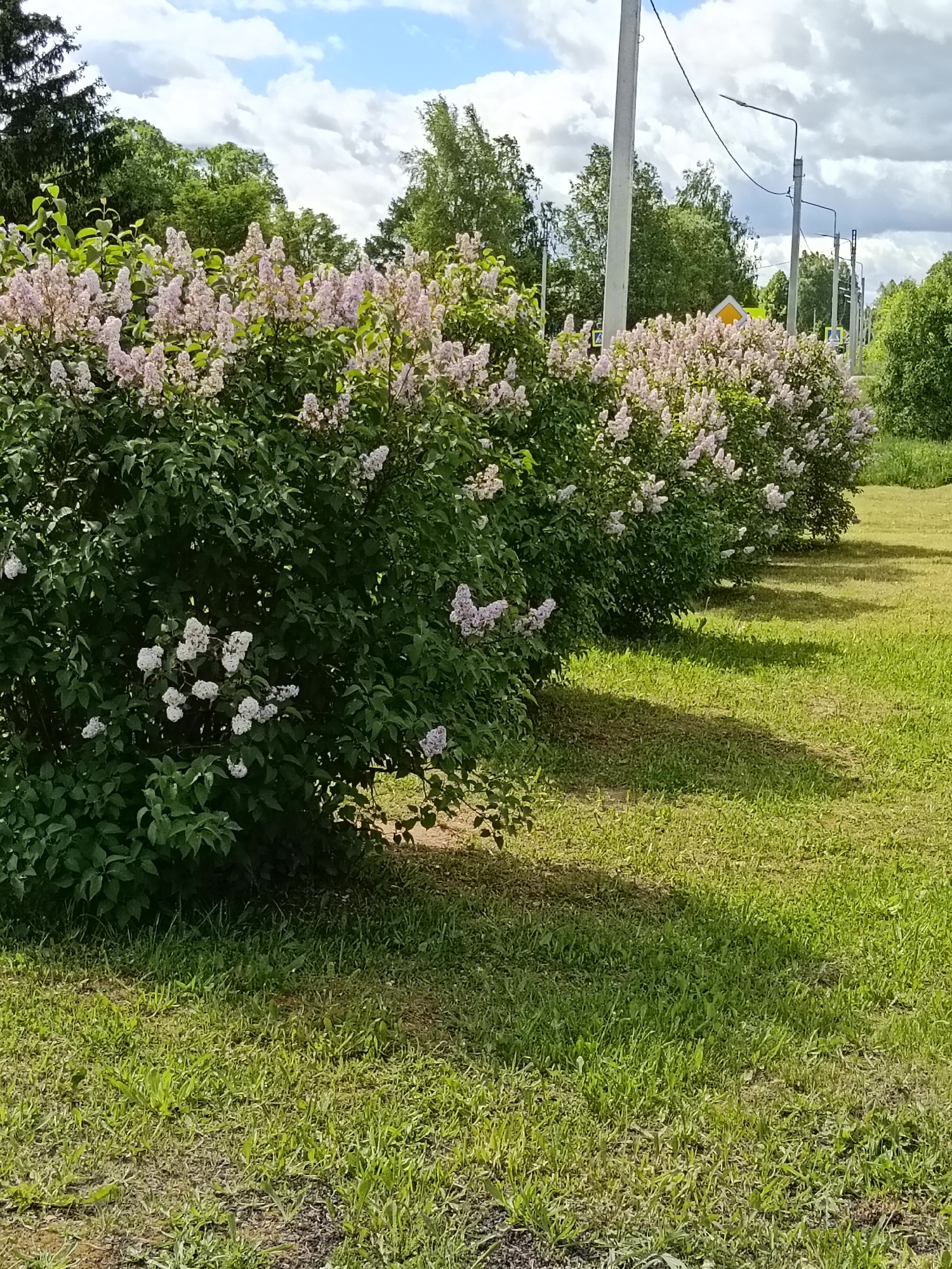 The image depicts a row of blooming lilac bushes lining a grassy area, possibly a roadside or park in Красный Маяк, Russia. The bushes are full of green foliage and clusters of light purple and white flowers. Behind the bushes are trees and utility poles with streetlights. A yellow road sign is visible further down the road. The sky is partly cloudy. The grass in the foreground is green and well-maintained. The lighting suggests it is daytime. There is no sign of human activity in the immediate scene.