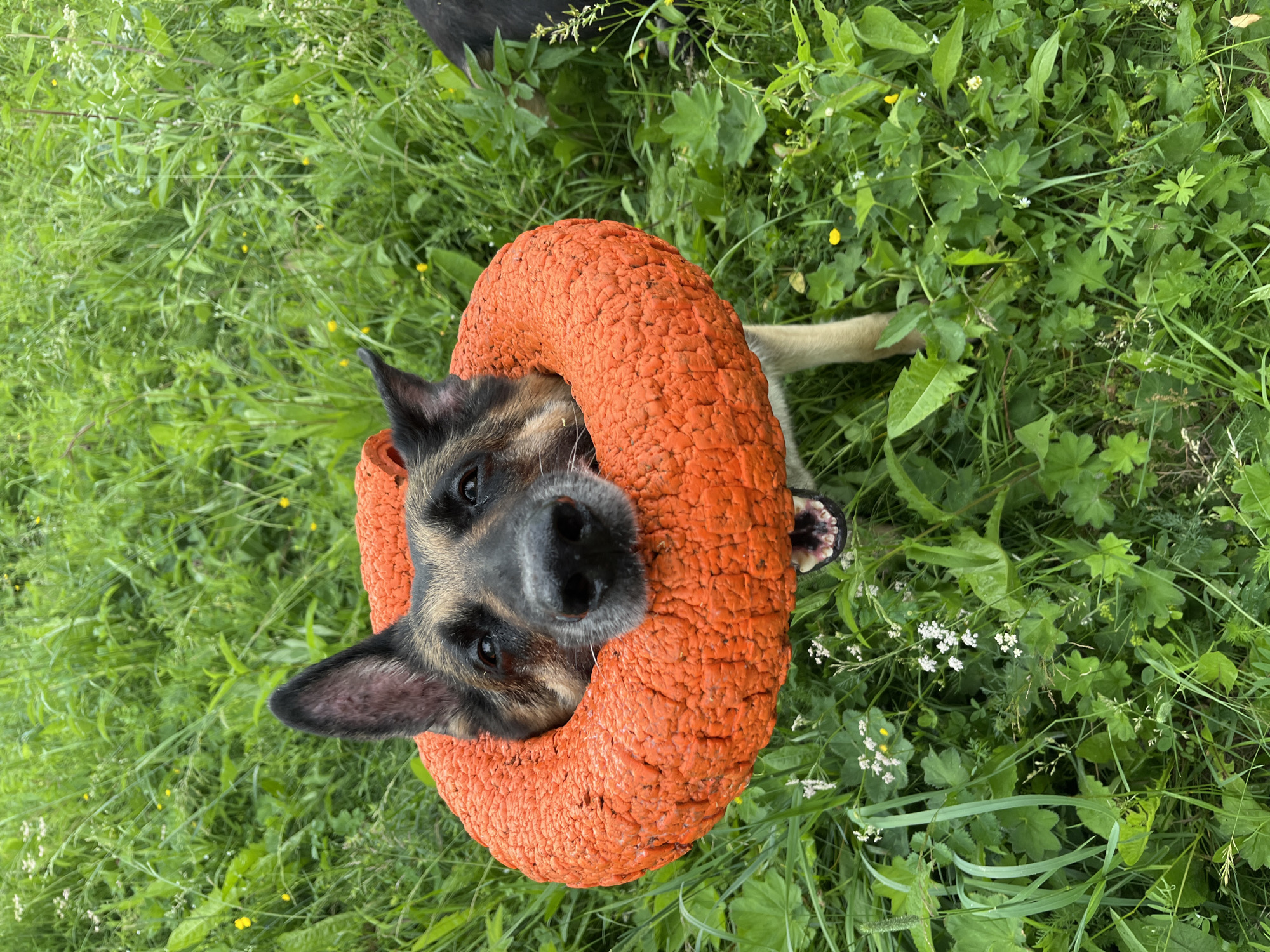 A German Shepherd dog with its head through an orange ring toy stands in a field of green grass and wildflowers. The dog has a black nose, dark eyes, and erect ears. Its mouth is open, revealing its teeth and tongue. The orange ring toy appears to be made of a textured, foam-like material. The background is a blur of green foliage, suggesting an outdoor setting. The presence of small white and yellow flowers indicates a natural environment, possibly a meadow or park. There is no discernible location in Nizhny Tagil, Russia, nor any other urban indicators.