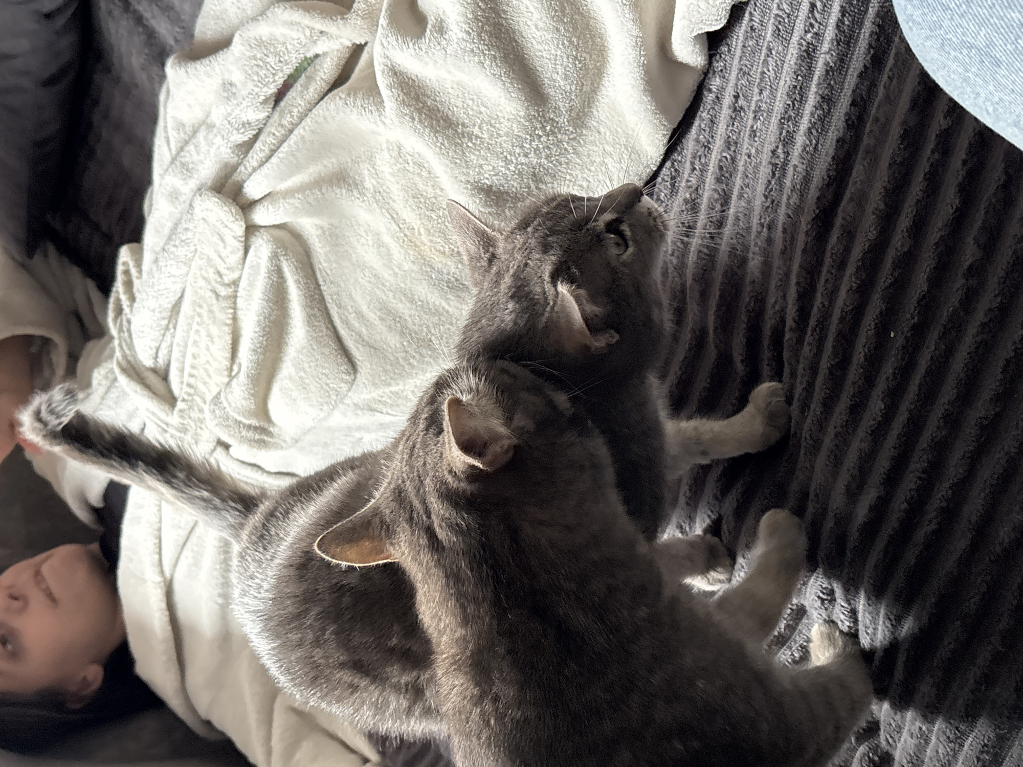 The image shows two gray tabby cats lying on a dark gray striped blanket. One cat is positioned in front, facing away from the viewer, while the other cat is behind it, looking upwards. A person's face is visible in the lower left corner of the image, partially covered by a white towel or blanket. The background also includes a white, crumpled towel or blanket. The location is not discernible from the image content.