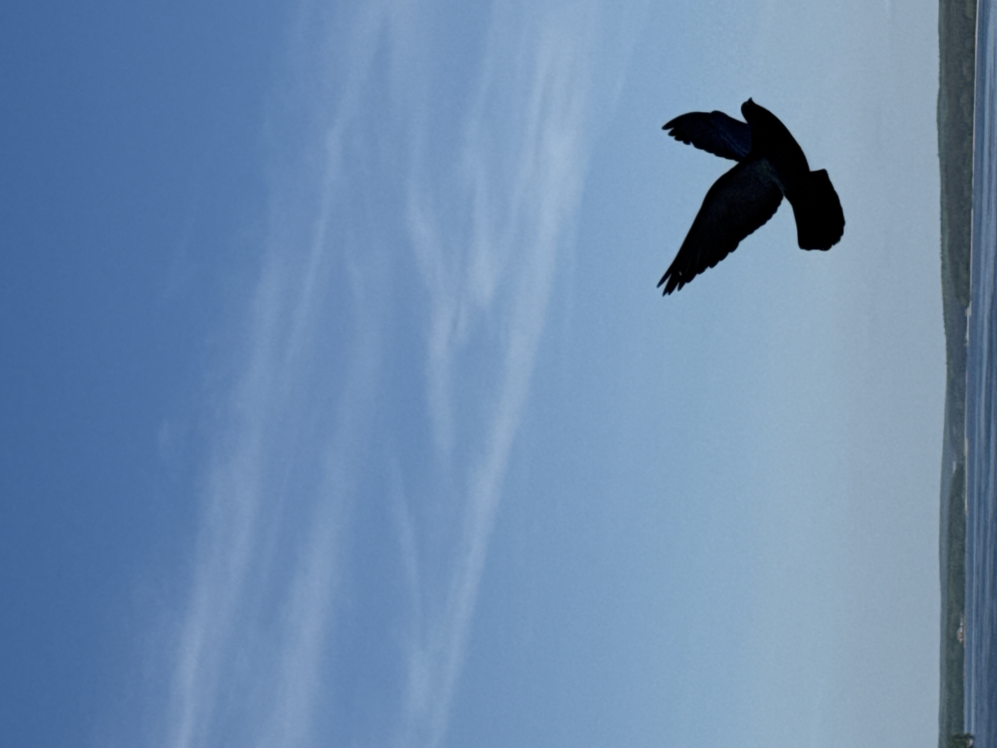 A bird flies in the sky in Votkinsk, Russia. To the right of the image, the edge of the river or lake, a line of green trees behind it.