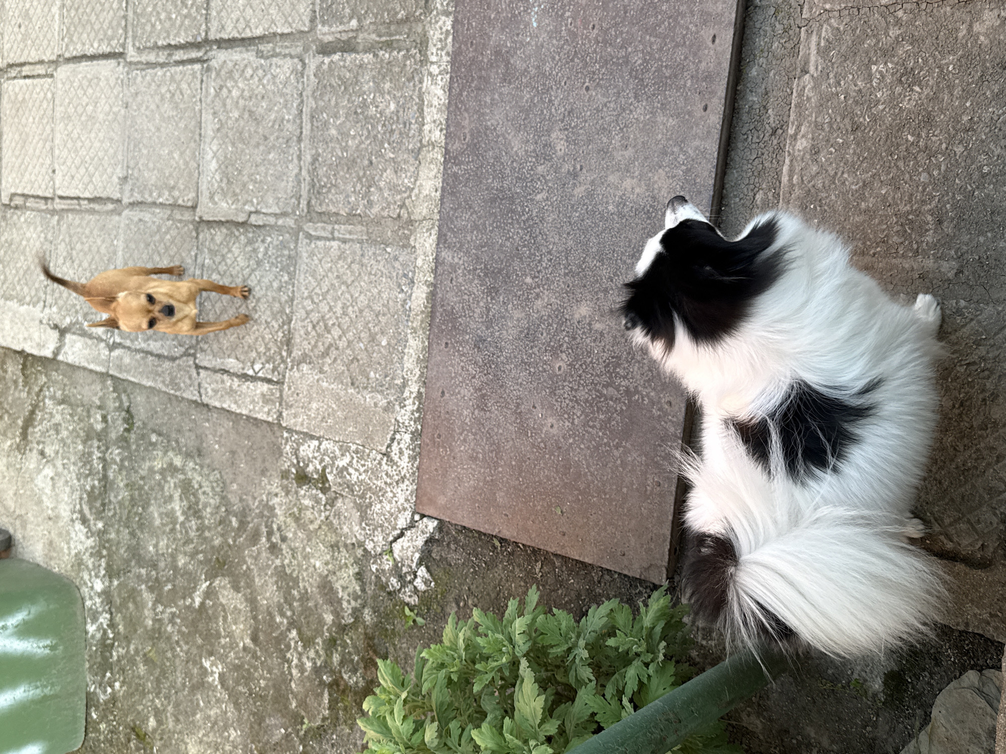 The image, oriented vertically, depicts two dogs in an outdoor setting. On the left, a small, tan-colored dog stands on a textured gray concrete surface, gazing towards the right. The dog has short, upright ears and appears to be facing the viewer. To the right of the frame, a larger dog with black and white fur is positioned on a different type of gray surface, also looking towards the left. The larger dog has long, fluffy fur, particularly noticeable in its tail. Below the larger dog, green foliage is visible. The scene is composed of various textured concrete surfaces and vegetation. The image includes no people. The location is assumed to be a yard or outdoor area. The implied location in Sarnevo, Bulgaria is based on inference only, with no concrete evidence provided by the image itself.