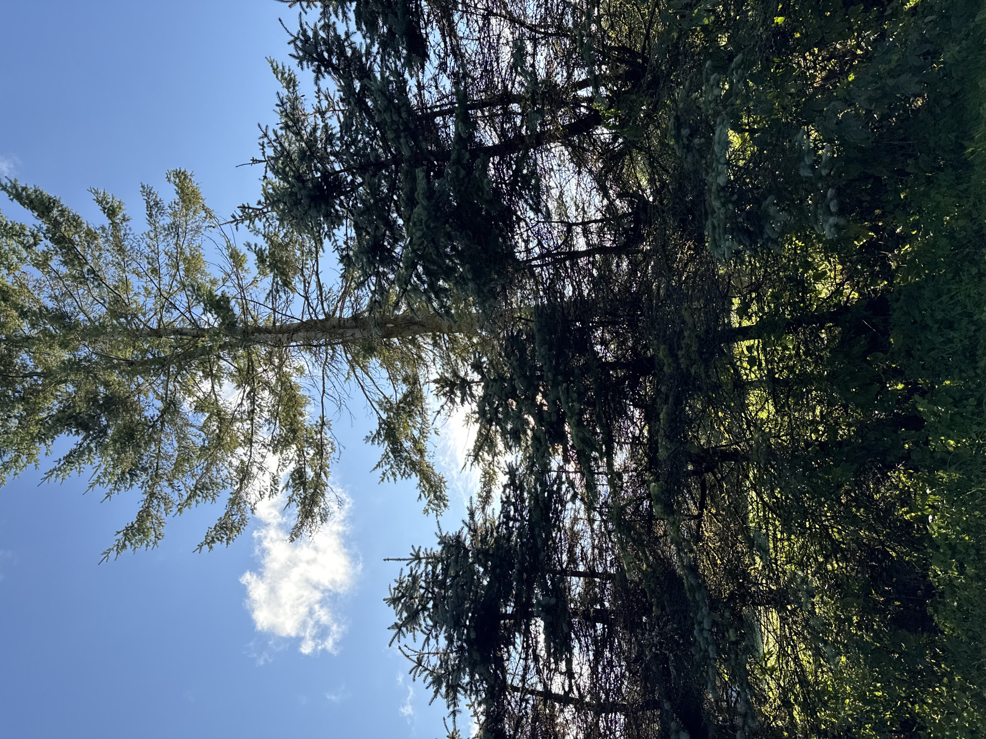 The image depicts a forest scene with tall evergreen trees and a bright blue sky with scattered clouds. Sunlight filters through the branches, creating dappled lighting on the foliage and the ground below. The forest floor is covered with lush green grass and undergrowth. The image appears to be taken from a low angle, looking upwards towards the canopy. There are no people or animals visible in the image. The environment suggests a natural, outdoor setting, possibly a park or a wooded area. The location is identified as Harkujärve, Estonia.