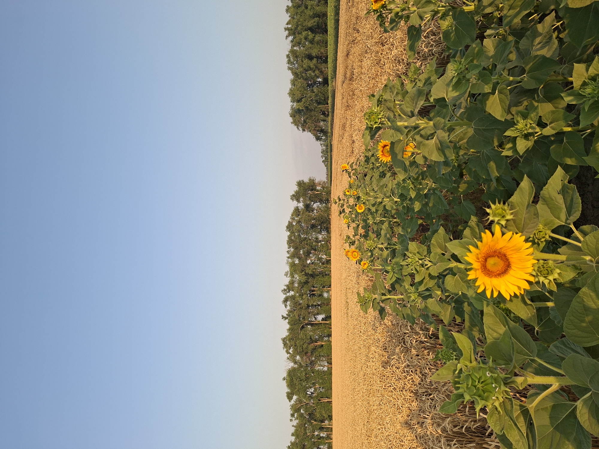 In Gorkovskiy, Russia, a sun-drenched field stretches under a clear, pale blue sky. In the foreground, a cluster of sunflowers with vibrant yellow petals and dark centers are in bloom, some fully open and others in bud. Behind them, a vast expanse of golden wheat stalks, ripe for harvest, forms a textured backdrop. The field is bordered by a line of lush green trees, their foliage dense and varied, casting subtle shadows. The lighting suggests it is either early morning or late afternoon, with the sun casting a warm glow across the landscape.