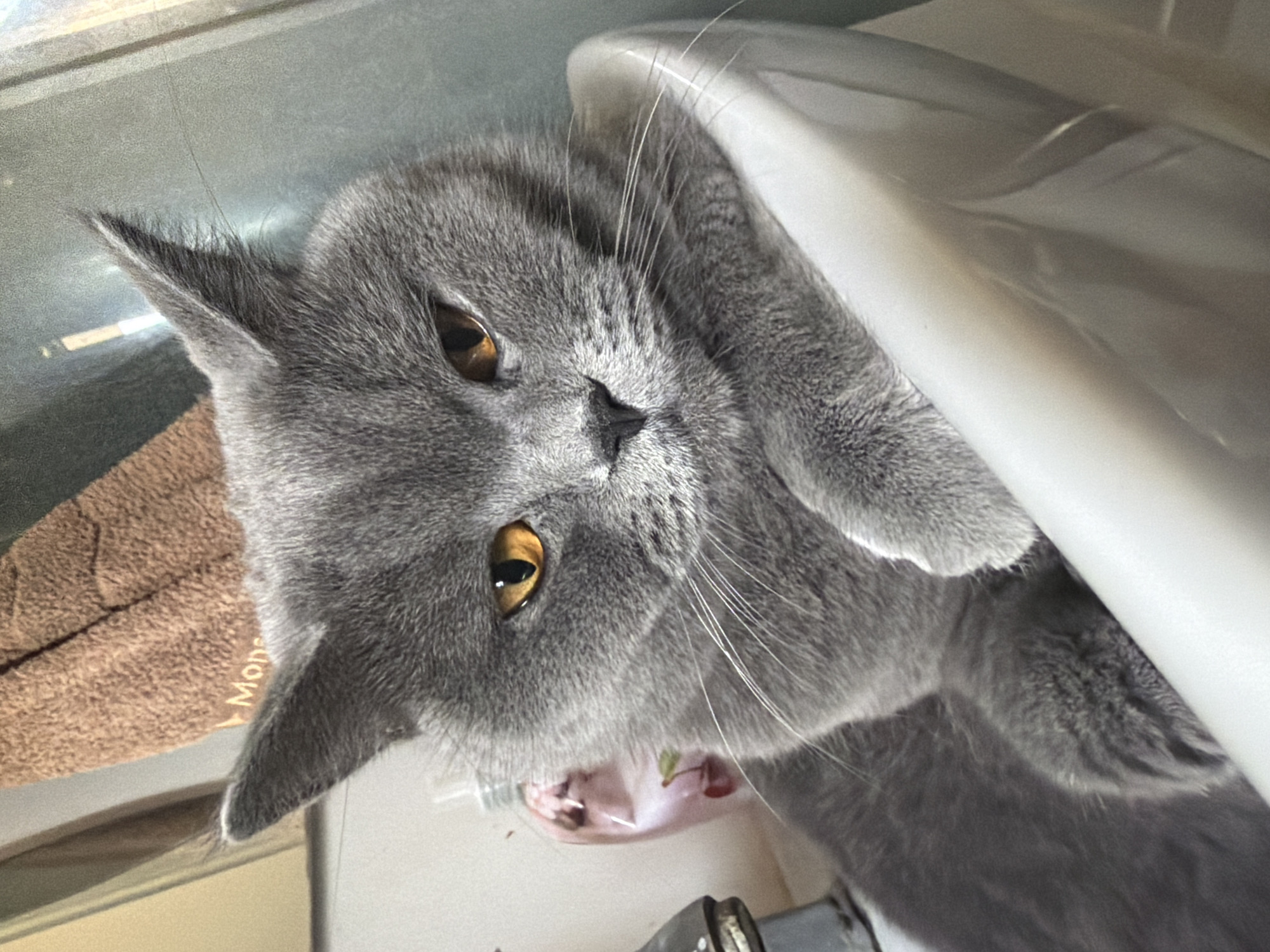 A British Shorthair cat with grey fur and amber eyes is resting in a white sink. The cat's paws are crossed, and its head is tilted slightly. In the background, a brown towel with the word "Mon" visible hangs on a wall. To the left of the cat, a bottle of pink liquid with cherry decorations is visible next to a faucet. The scene appears to be in a bathroom. The image does not provide information about its location in Szczecin, Poland.
