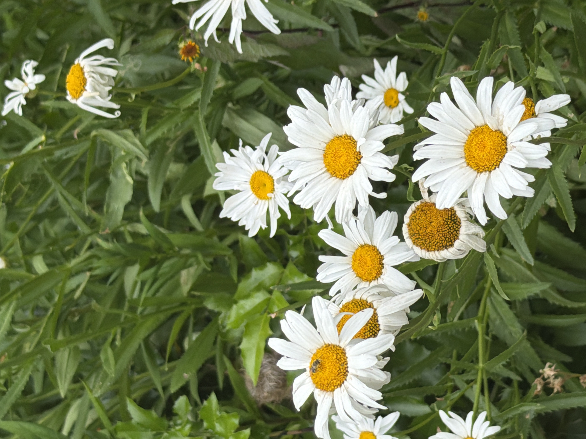 The image displays a close-up view of several white daisies with yellow centers, nestled amongst lush green foliage. The daisies are in various stages of bloom, with some appearing fresh and vibrant, while others show signs of wilting. The background is a dense collection of green leaves, creating a natural and somewhat wild setting. The lighting suggests it is daytime, likely outdoors, as indicated by the natural light illuminating the flowers and leaves.
A small bee is visible on the center of one of the daisies, engaged in what appears to be pollination, adding a dynamic element to the still life. There are no people visible in the image. The overall mood is serene and natural, highlighting the beauty of these common wildflowers. No text is present in the image. The context provided indicates this scene is in Erfurt, Germany.
