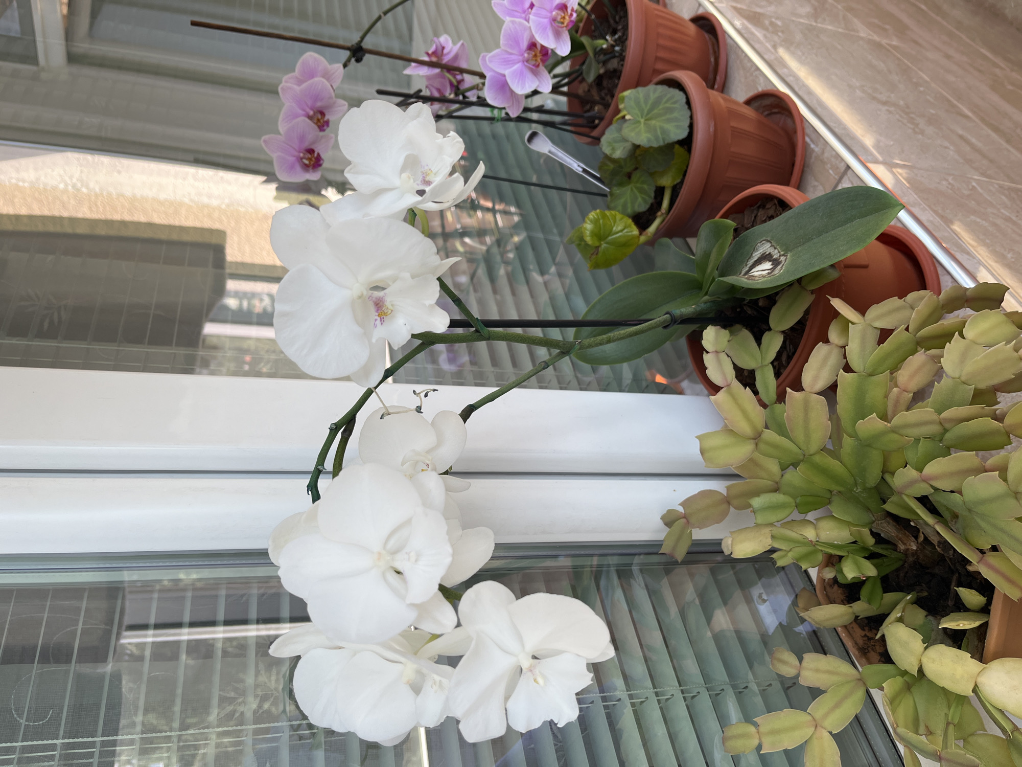 The image depicts a close-up view of several potted plants displayed on a windowsill. In the foreground, a Christmas cactus plant with segmented, flattened leaves is visible in a terracotta pot. To its right, a white Phalaenopsis orchid with multiple large blooms is in focus, its stem supported by a stake. Further to the right and slightly behind, two other potted plants are visible: one with small, heart-shaped green leaves, and another with a cluster of delicate pink orchids. The windowsill itself appears to be made of a beige, tiled material. The background shows a window with blinds partially drawn, revealing a reflection of foliage and the exterior environment, suggesting an indoor setting. The lighting indicates it is daytime, with natural light illuminating the scene. There are no people or animals present in the image. The scene is consistent with a residential windowsill in Stara Zagora, Bulgaria.