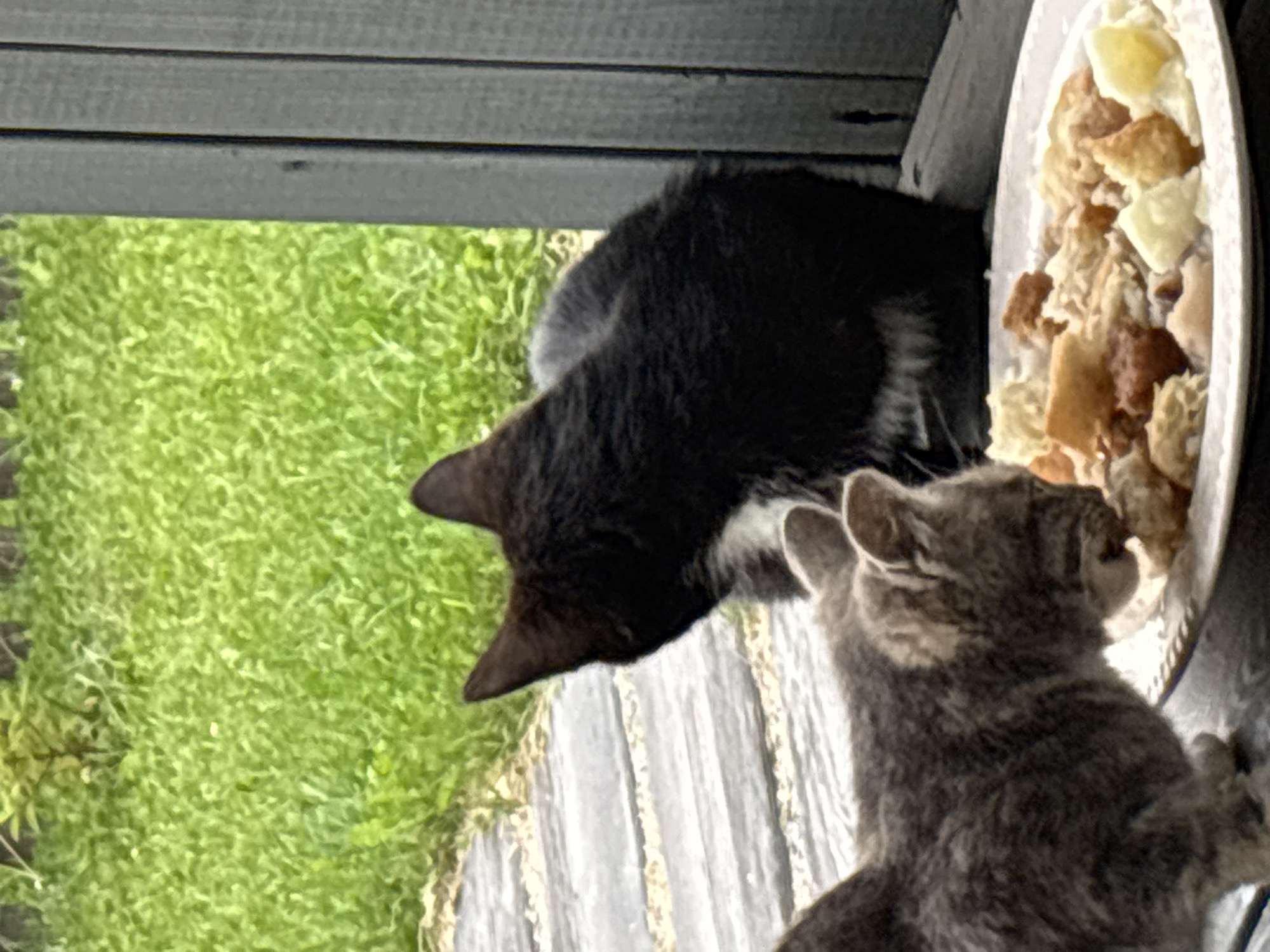 Two cats are on a wooden deck outdoors. The cat in the foreground is grey with tabby markings and is looking down at a plate of food. The cat in the background is black with white markings and is facing away from the camera, also appearing to be focused on the food. A patch of green grass is visible behind the deck. The scene is not specified to be in Zvenigorod, Russia, or any other specific location.