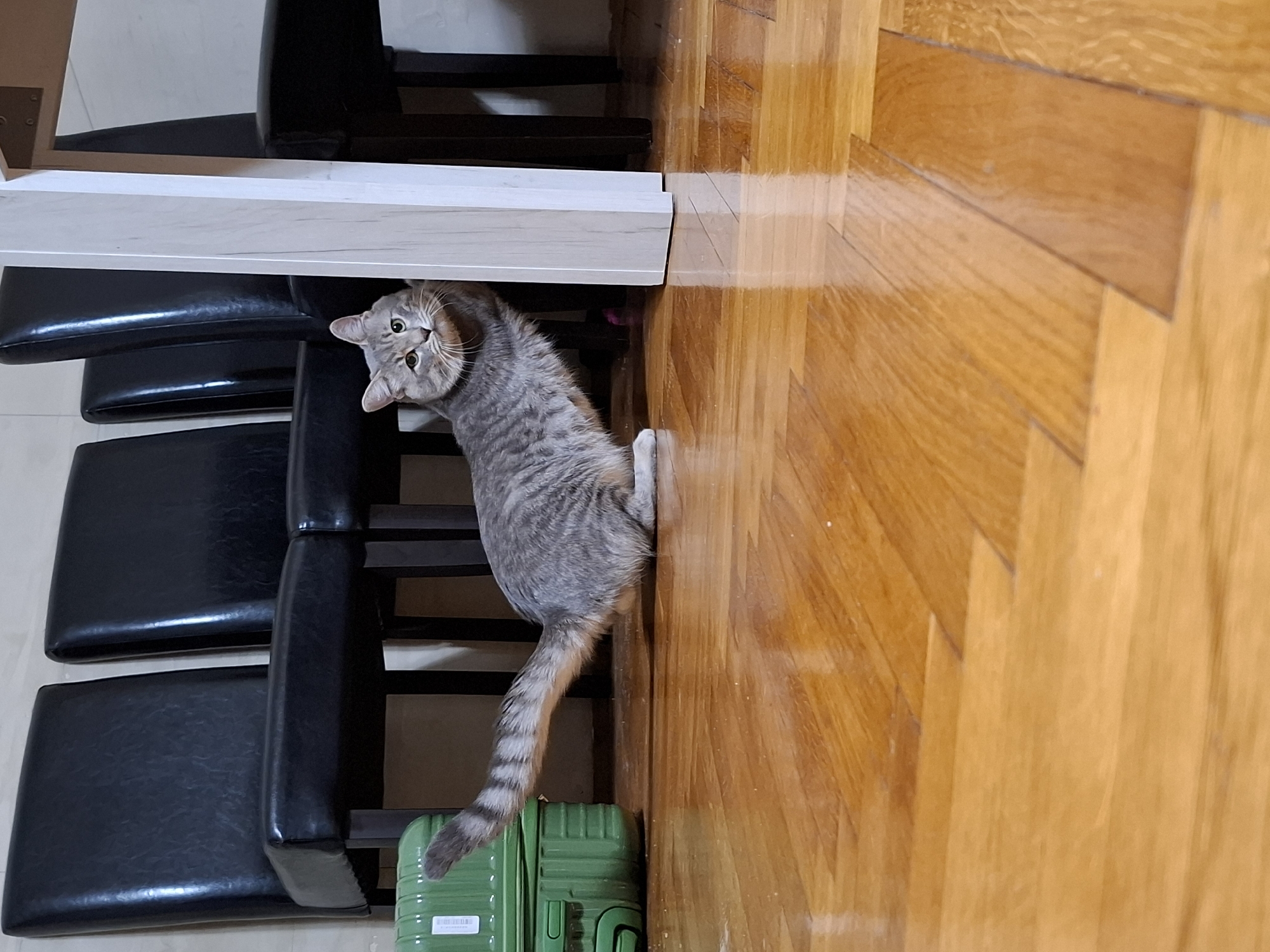 The image displays a playful gray tabby cat in an indoor setting, likely a home in Novi Sad, Serbia. The cat is captured in an upright position, standing on its hind legs, with its front paws seemingly resting against the underside of a white table or counter. Its head is charmingly tilted, and its striking green eyes are wide and fixed directly on the viewer, conveying a sense of curiosity or perhaps a playful surprise.
The cat's fur exhibits a distinct tabby pattern with varying shades of gray and white, and its striped tail curves gracefully. Beneath the white table, several dark-colored chairs with padded seats are visible. The flooring is made of polished light brown hardwood, arranged in a visually appealing herringbone pattern, reflecting the ambient light. Partially visible on the floor, near the cat's hind legs, is a bright green, ridged suitcase or storage container. A white sticker with a barcode and some illegible text is affixed to the side of the suitcase. The overall scene captures a candid and engaging moment of a pet's curious interaction within a comfortable domestic environment.