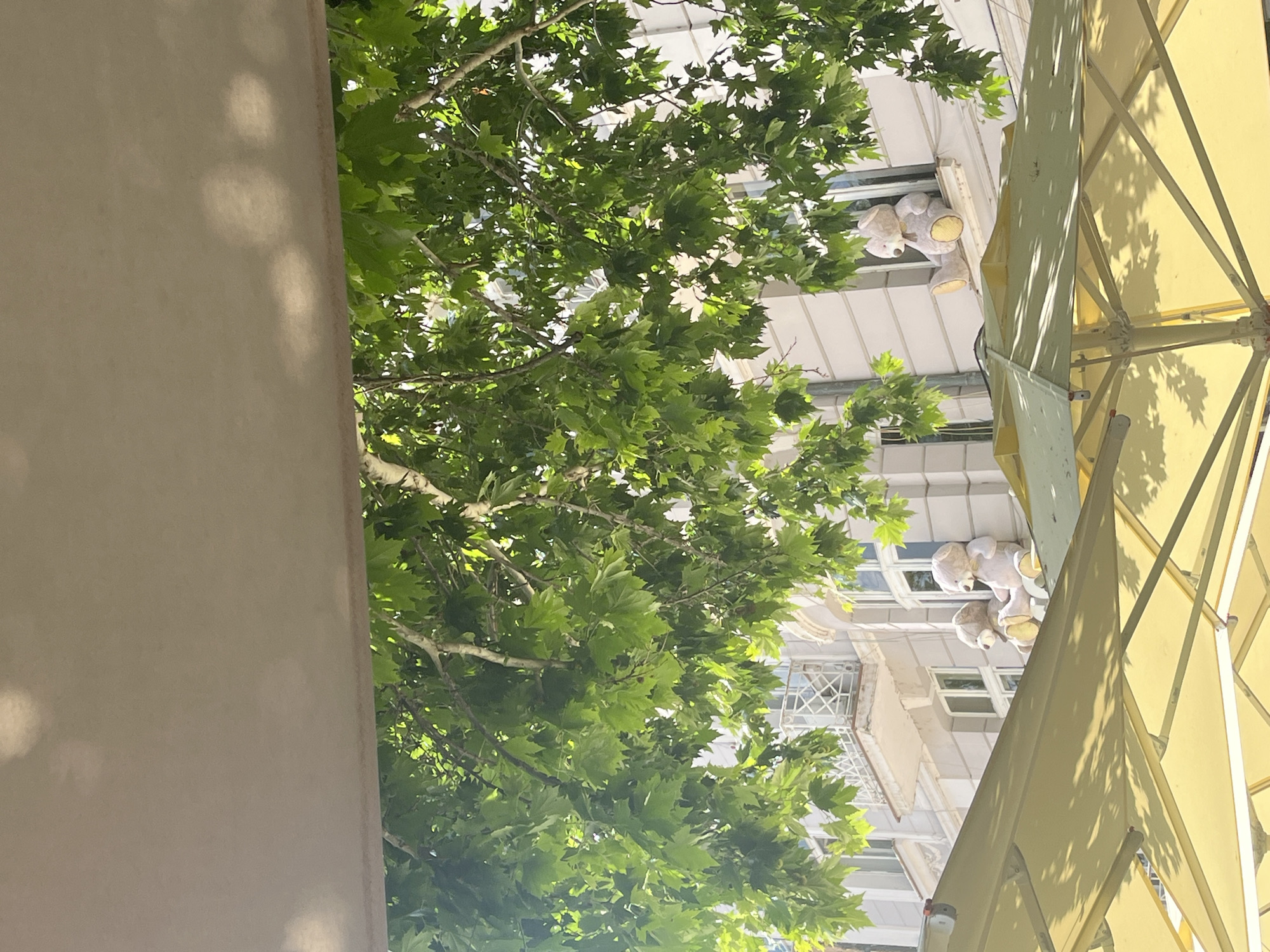 The image captures an outdoor scene in Plovdiv, Bulgaria, likely a cafe or restaurant area. The foreground is dominated by the yellow fabric of large outdoor umbrellas, casting dappled shadows. Above the umbrellas, a canopy hangs down, partially obscuring the view. Lush green leaves from a tree branch overhang the scene, filtering the sunlight.
Behind the foliage, a building with light-colored walls and white trim is visible. Several windows punctuate the building's facade. Most notably, three large teddy bears are placed on ledges outside the windows, appearing to be posed. Two teddy bears are sitting together on a ledge above the umbrellas, and a third is seated in a window on the right side of the frame. The overall impression is a charming and whimsical display set against the backdrop of an urban environment.