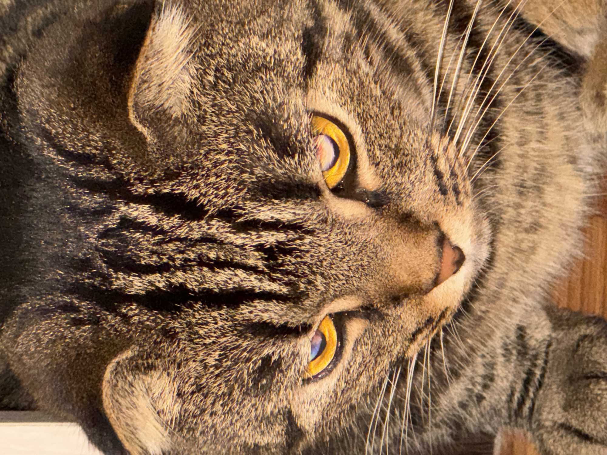 The subject is an adult domestic tabby cat, predominantly brown, black, and tan with striped fur patterns. Its head is oriented downwards, and its gaze is directed off-frame. The cat's eyes display bright yellow-orange irises with prominent blue and purple specular reflections, consistent with direct artificial illumination. Distinct white whiskers extend from the muzzle, above a light brownish-pink nose. The fur texture is highly detailed, showing individual strands and the characteristic tabby M-shaped marking on the forehead. The ears are partially visible at the top edge of the frame. Portions of the cat's front paws are visible at the lower edge, resting on a surface that appears to be made of wood. The background is dark and out of focus, suggesting an indoor environment. The scene is located in the city of Perm, Russia.