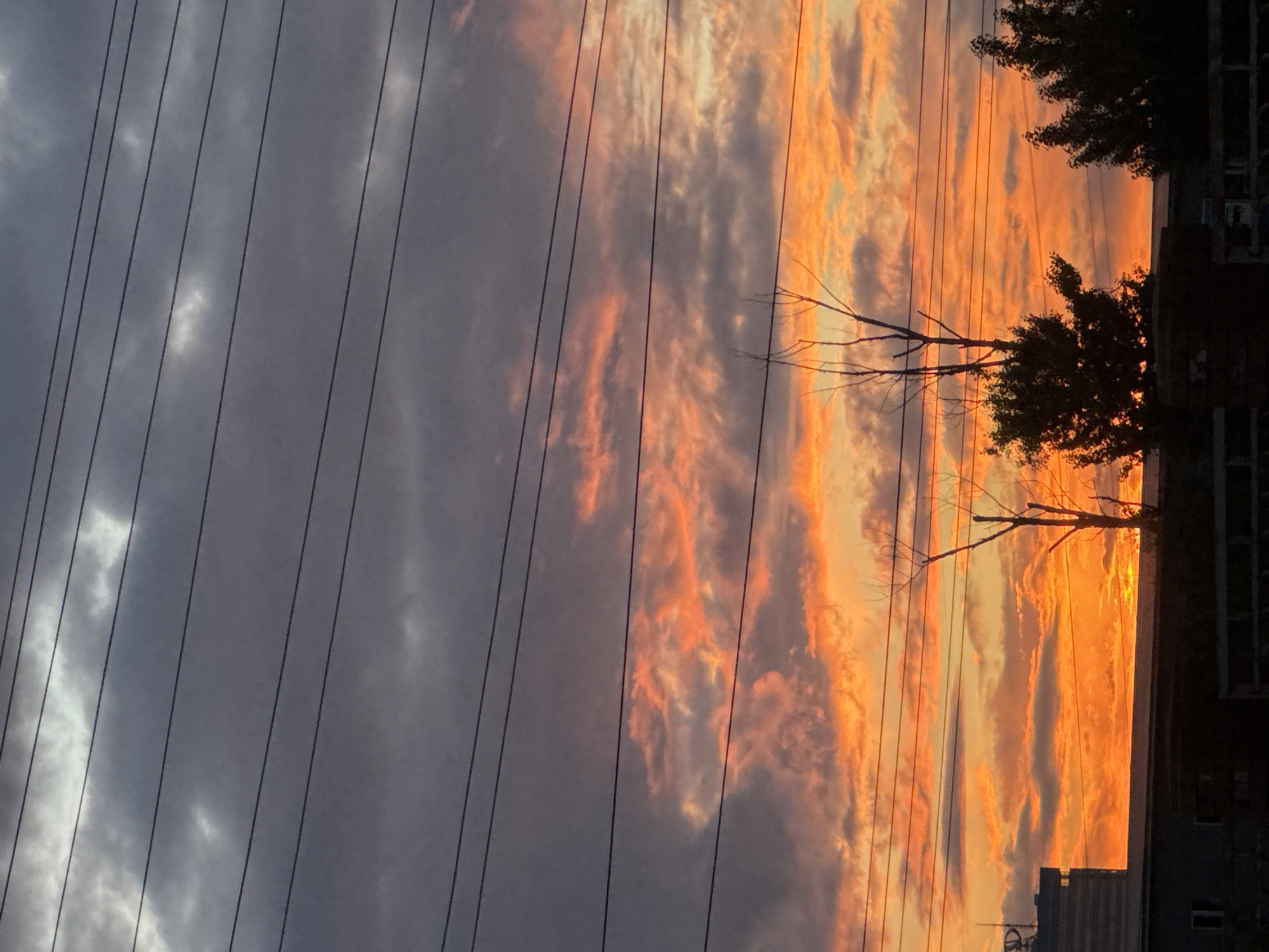 The image captures a vibrant sunset or sunrise over an urban or suburban landscape. The sky is the dominant feature, dramatically split between darker, greyish-blue clouds on the left and a brilliant expanse of orange, red, and yellow clouds on the right, indicating the intense light of the setting or rising sun.
Multiple dark, thin wires, likely power or telephone lines, stretch diagonally across the entire frame, intersecting the colorful sky. On the far right, silhouetted against the bright horizon, are trees with a mix of sparse, bare branches and dense foliage. Beneath and behind these trees, the dark silhouettes of buildings are visible. One building on the far right shows visible windows, while another lower structure on the bottom right appears more solid and box-like.
The time of day is clearly dawn or dusk, with the low sun creating strong backlighting that silhouettes the foreground elements. The overall impression is one of natural beauty juxtaposed with urban infrastructure. There is no visible text in the image.