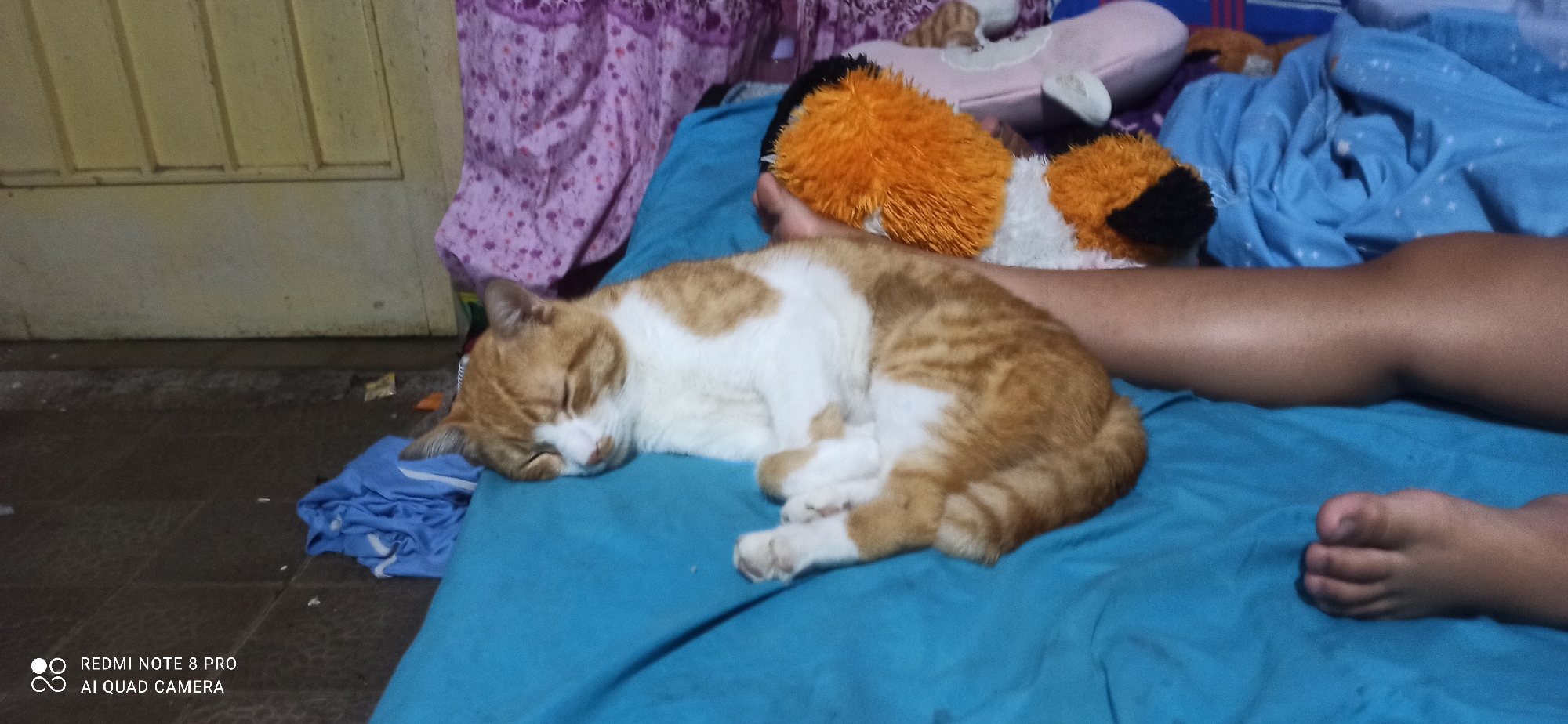 A ginger and white cat sleeps on a turquoise blanket, curled up next to a person's leg. The cat's eyes are closed, and its head is resting on its paws. A stuffed animal, with orange, white, and black fur, is positioned behind the cat and above the person's leg. The background shows a patterned purple fabric, a light-colored wooden door, and a blue blanket with white stars. The floor appears to be tiled. The scene suggests a domestic setting in the city of Sedati Agung, Indonesia.