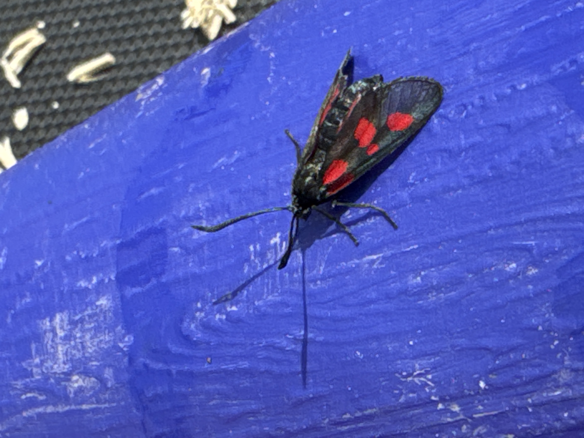 A black moth with red spots rests on a textured blue surface, casting a long shadow to its left. The moth is positioned diagonally, with its head facing left. The blue surface appears to be a flat, somewhat uneven material with a wavy pattern. In the upper right portion of the image, a textured dark gray surface is visible, with some scattered white or light-colored debris. The overall scene is likely outdoors, given the shadow. There is no indication of the city of Rusalevka, Russia, in the image itself.