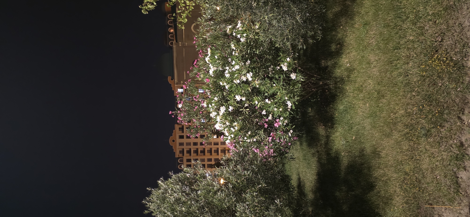 An outdoor, nighttime photograph captures a manicured garden area in front of an urban background. In the foreground, lush green grass is illuminated by artificial light, casting soft shadows. A cluster of flowering bushes, predominantly white and pink blossoms, stands centrally. To the left and right of this central bush are two larger, more mature trees with dense foliage.
Behind the garden, several buildings are visible. The most prominent is a tall, multi-story residential building with a distinctive architectural style, featuring arched windows and balconies. To the right of this building, a smaller structure with a domed roof, possibly a mosque or public building, is partially obscured. The windows of these buildings are lit, suggesting occupancy. The night sky is dark and clear.
This scene is located in the city of Sumgayit, Azerbaijan.
