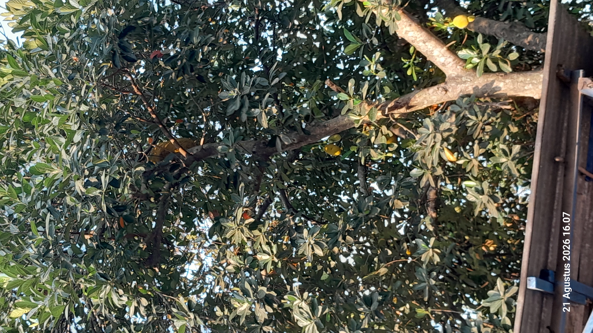 This image captures a close-up view of a large tree laden with green leaves and several yellowish, oval-shaped fruits, likely jackfruit, growing from its branches. The tree's trunk is rough and brown, with some branches extending diagonally across the frame. Sunlight filters through the dense foliage, creating a dappled effect. In the lower part of the image, a section of a gray, corrugated roof is visible, with a metal bracket attached to its edge. The timestamp "21 Agustus 2026 16.07" is overlaid in white text on the bottom left corner of the image, indicating it was taken at 4:07 PM on August 21, 2026. The scene is set outdoors, under a bright sky, and the overall impression is that of a natural environment with some man-made elements present. The context suggests this tree is located in Takeran, Indonesia, a detail provided as a location reference.