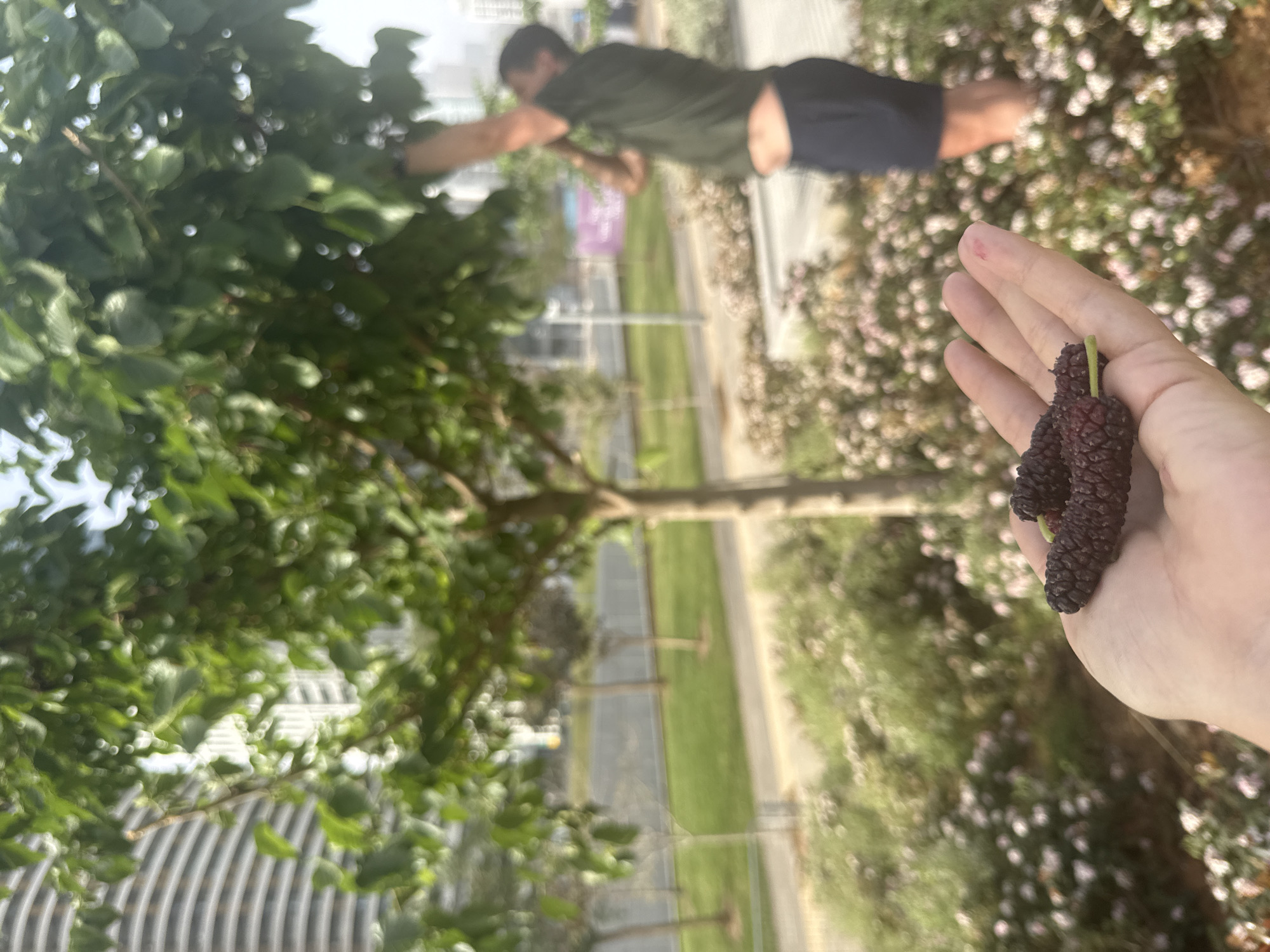 A hand holding two dark purple mulberries is in the foreground of an outdoor scene. In the blurred background, a man in a dark green shirt and dark shorts stretches out to pick mulberries from a tree. A park pathway with trees lines the way in the middle ground. Modern buildings are visible in the background, indicating an urban environment. The presence of mulberry trees suggests a possible park or cultivated area. The scene is in Tel Aviv, Occupied Palestine.