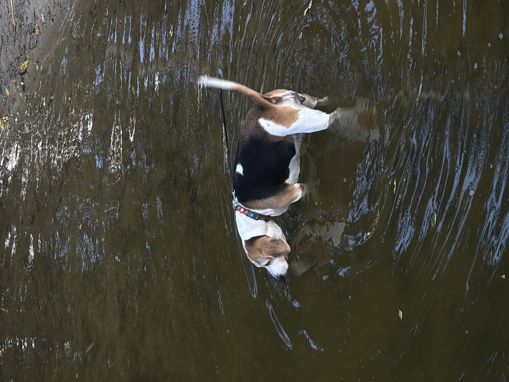 A tricolor beagle dog is standing in shallow, murky water. The dog is facing left with its head lowered into the water as if drinking or investigating something. Its body is mostly submerged, with its hindquarters and tail visible above the water. The dog is wearing a red and black patterned collar. The water is rippling, indicating a gentle current or movement. The background shows the muddy bank of the body of water with some dry leaves scattered on it. The lighting suggests it is daytime, possibly late afternoon given the slight warmth of the light. This scene is occurring in the city of Udelnaya, Russia.