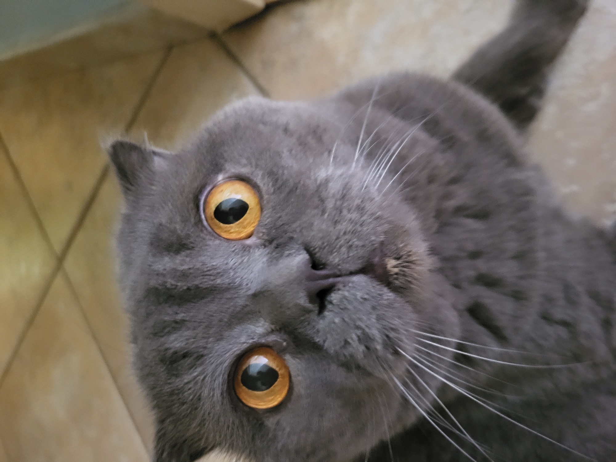 A gray Scottish Fold cat with large amber eyes is the primary subject, looking upward at the camera. The cat is lying on a tiled floor, with the tile pattern visible in the background. The cat's tail extends towards the upper right corner of the image. The image captures a close-up view of the cat's face, emphasizing its facial features, particularly its eyes and whiskers. The location is unknown.