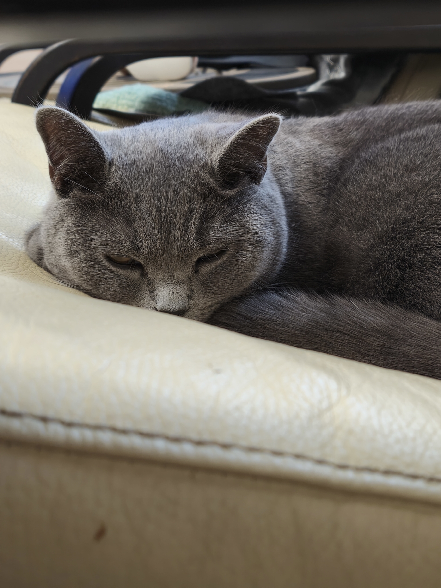 A grey, short-haired cat is captured in a close-up, horizontal shot, resting or sleeping on a light-colored, upholstered surface. The cat's head is on the left, partially turned towards the viewer, with its eyes mostly closed, revealing only a sliver of its yellow-amber irises. Its soft, dense grey fur is visible across its head and body, with its nose appearing a slightly lighter grey. One ear, detailed with fine hairs, is clearly visible, while the other is partially obscured.
The cat is curled up, with its body extending to the right of the frame and its tail visible along the bottom edge, tucked close to its body. The light-colored surface, possibly leather or faux leather, shows a subtle texture and stitched seams, particularly in the lower right and left corners.
In the blurred background, dark, curved structures resembling parts of a chair frame or furniture supports are visible. A light blue, patterned cushion or object can also be vaguely discerned further back. The lighting suggests daytime, creating soft illumination on the cat and its immediate surroundings. The overall mood conveyed is one of tranquility and comfort. There is no visible text in the image.