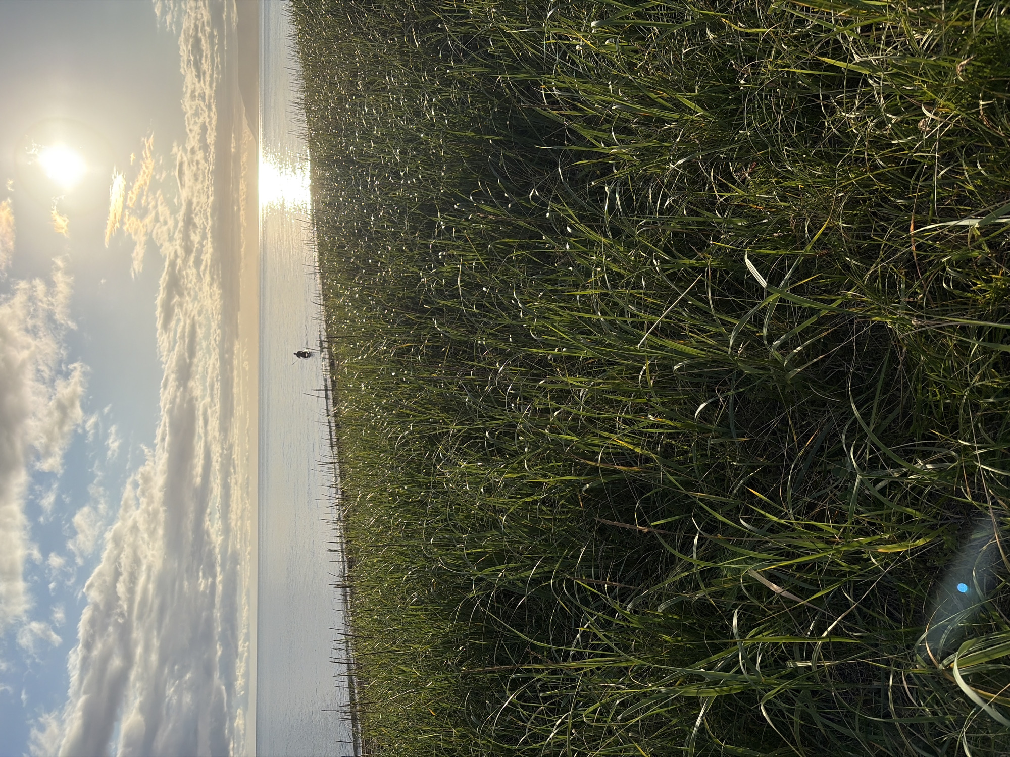 An outdoor, low-angle, vertical, medium shot captures a grassy embankment leading to a body of water. The sun, a bright disc with radiating rays, shines in the upper right quadrant, partially obscured by a scattering of white and grey clouds. The sun's reflection creates a shimmering path across the calm, light blue water. In the distance, a lone person stands in the water, facing away from the camera and towards the sun. The foreground is filled with tall, green grass, some blades catching the sunlight. The scene appears to be a natural landscape, possibly a lakeside or coastal area. The provided metadata suggests the location is Ozerskoe, Russia.