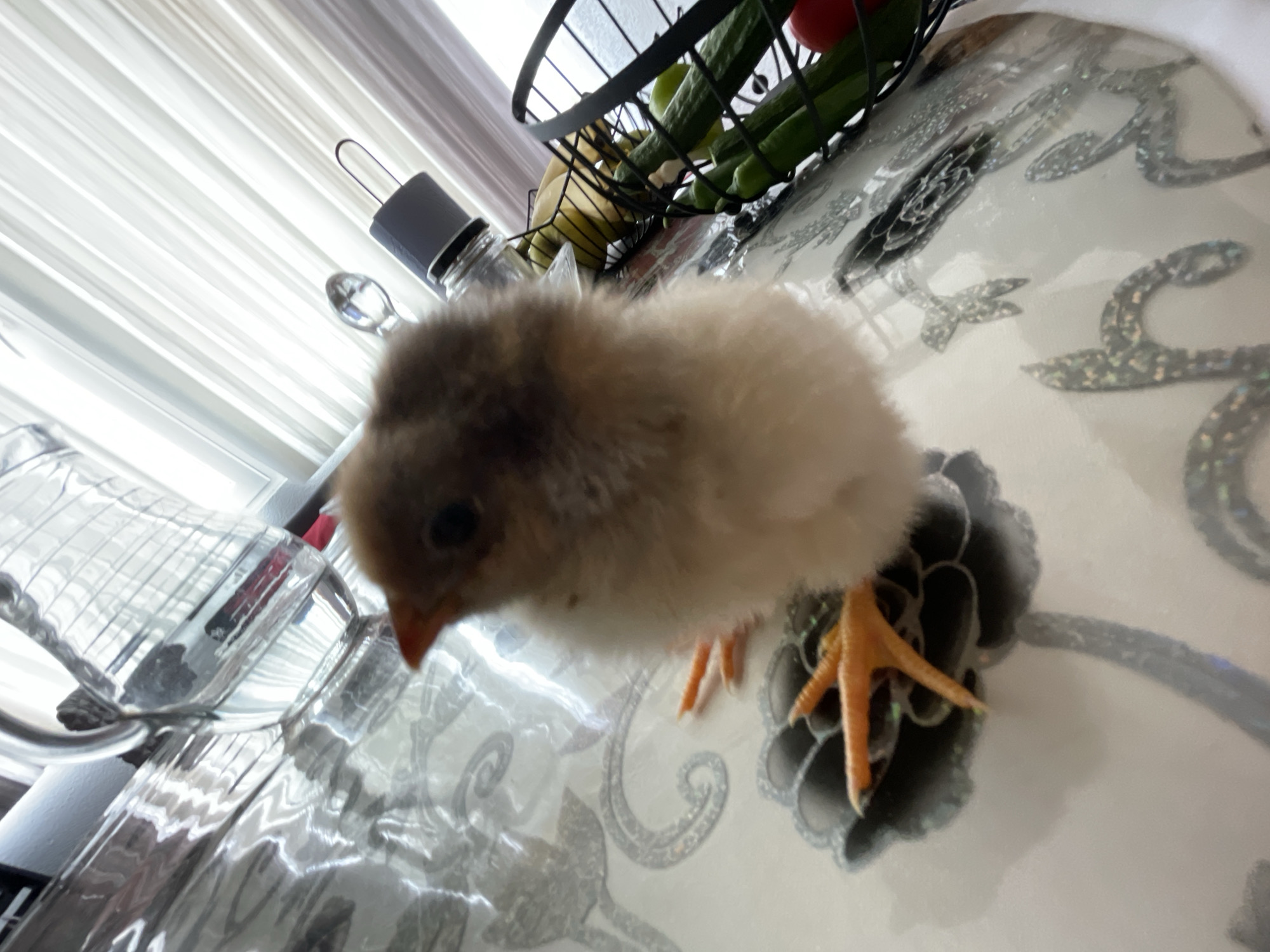 A small, fluffy, light-colored chick stands on a white, patterned table surface. A metal fruit basket containing cucumbers, bananas, and a tomato sits in the background. A glass jar with a gray lid is also visible. The scene is illuminated by natural light coming from the window. The location is unknown and there is no way to confirm the location of Zlatograd, Bulgaria.