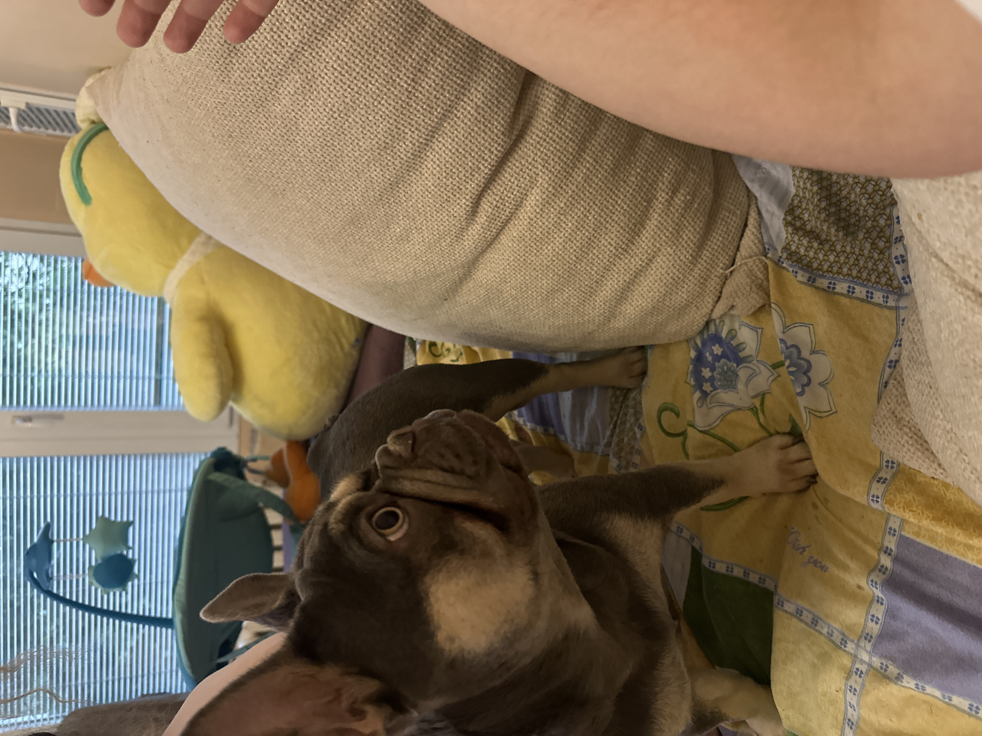 The image, rotated 90 degrees clockwise from its original capture, shows a close-up indoor scene featuring a dog, partially obscured by a large pillow and human arm.
The main subject is a brindle French Bulldog, possibly a puppy, lying on its back or side on a patterned quilt, looking upwards with wide, curious eyes. Its fur is a mix of dark brown/grey and light cream/white markings, particularly on its chest and face. Its paws are visible resting on the colorful bedding.
In the upper portion of the frame, a person's arm and fingers are visible, extending over a large, light beige, textured pillow. Behind this pillow, a large yellow plush duck or chick toy is visible. Further in the background, near a window with vertical blinds, another green plush toy or object can be seen. Sunlight appears to be coming from the window, suggesting it is daytime.
The dog appears to be engaging playfully or curiously with the person or camera. The setting is likely a bedroom or living room, indicated by the bedding and toys.
On a yellow section of the quilt, faint text is visible, reading "Wish you". The quilt itself has a repeating pattern of yellow and light blue sections with floral and geometric designs, interspersed with some green areas.