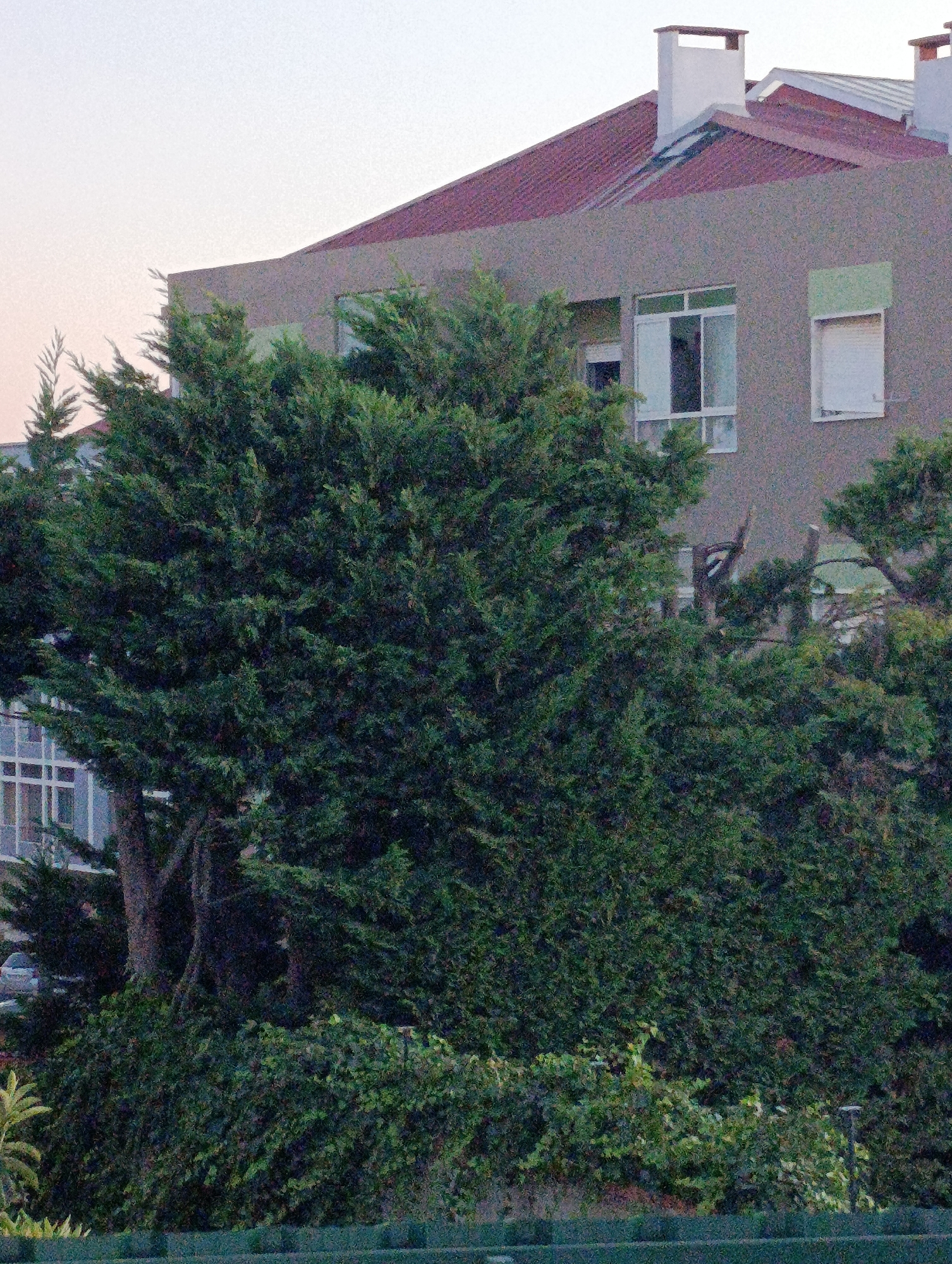 The image shows a residential building with a red tiled roof and a gray facade. There are several windows visible, some with white shutters and one with green trim. A large evergreen tree dominates the foreground, obscuring much of the building's lower section. The sky is a pale, hazy color. In the background, more foliage and parts of other buildings can be seen. The scene appears to be a quiet, possibly suburban, environment. The location is identified as being in the city of Setúbal, Portugal.