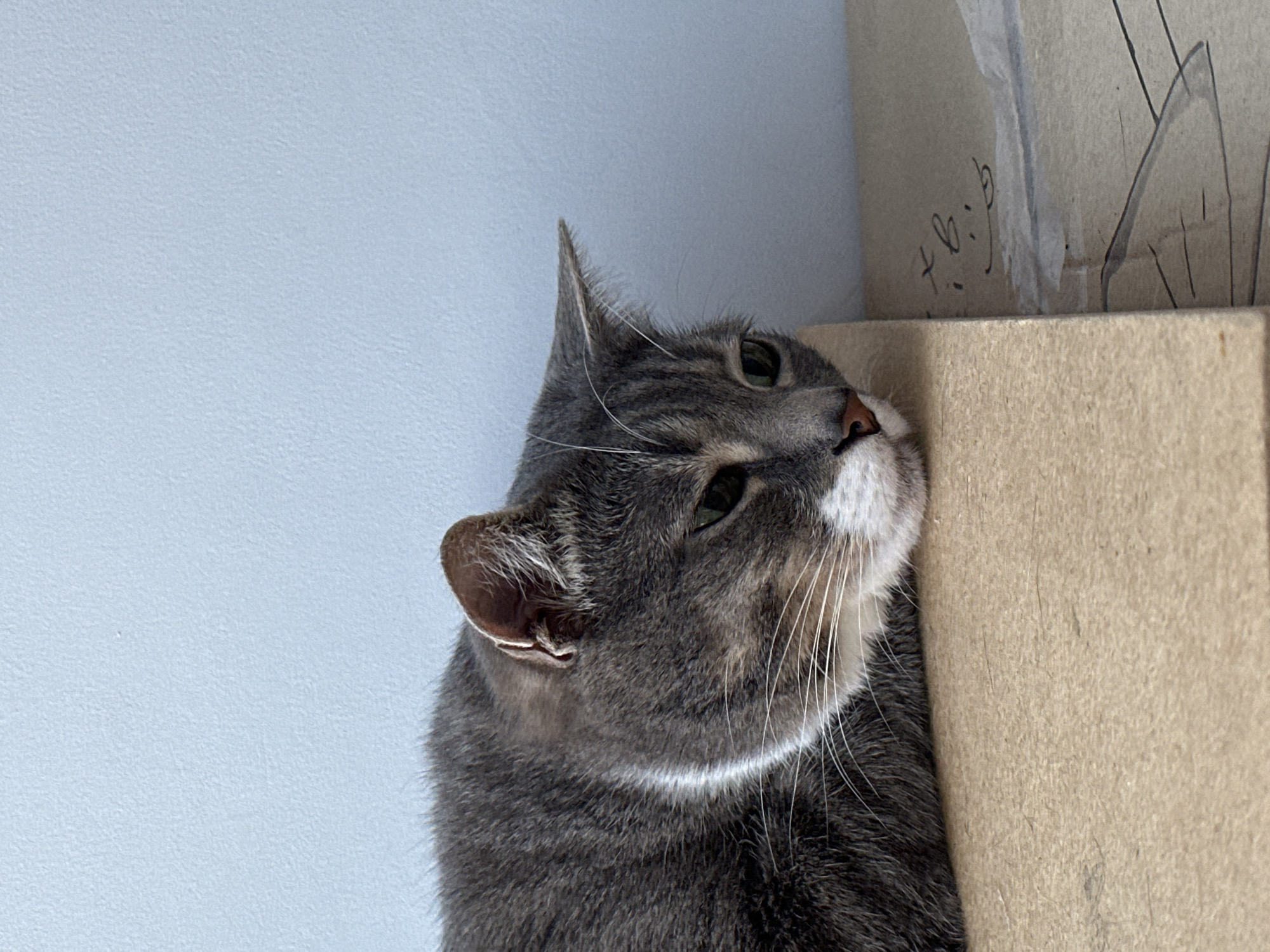 A grey tabby cat is lying down on a light brown cardboard surface, with its head resting on its paws. The cat's eyes are partially closed, and it appears to be relaxed or sleeping. The background is a light blue wall. The scene is indoors, in an unknown location.
