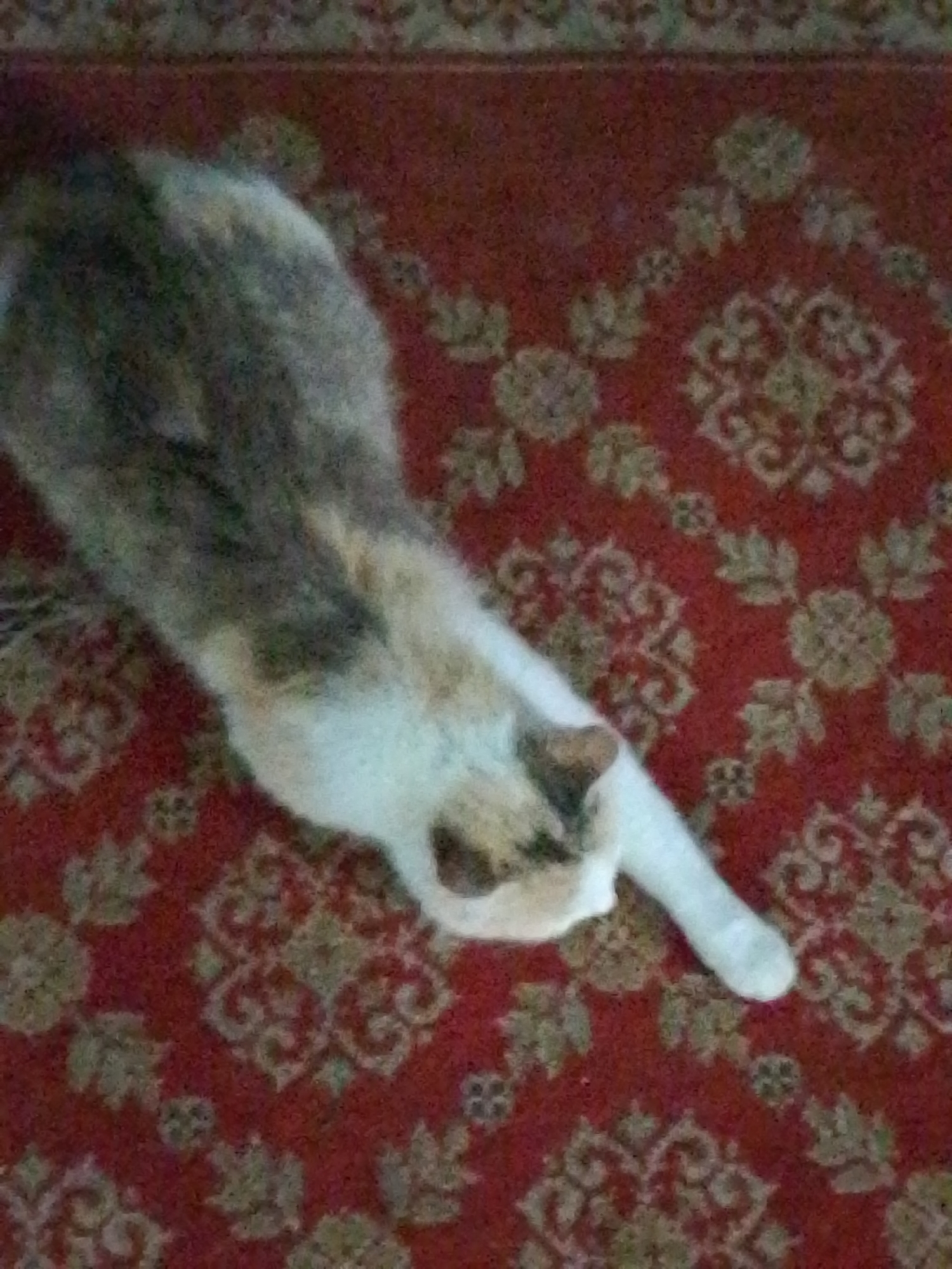 The image captures a domestic calico cat stretching on a patterned red carpet within an indoor environment. The cat, displaying patches of dark grey, brown, and white fur, is oriented diagonally from the upper left to the lower right of the frame. Its front paws are extended forward and its head is lowered to the carpet, indicating a full body stretch. The carpet is deep red with repetitive light-colored (possibly gold or beige) ornate, floral-like patterns. The scene is illuminated by ambient indoor lighting. The precise location within the city of Unknown, Unknown, is not discernible. No other subjects or objects are present.